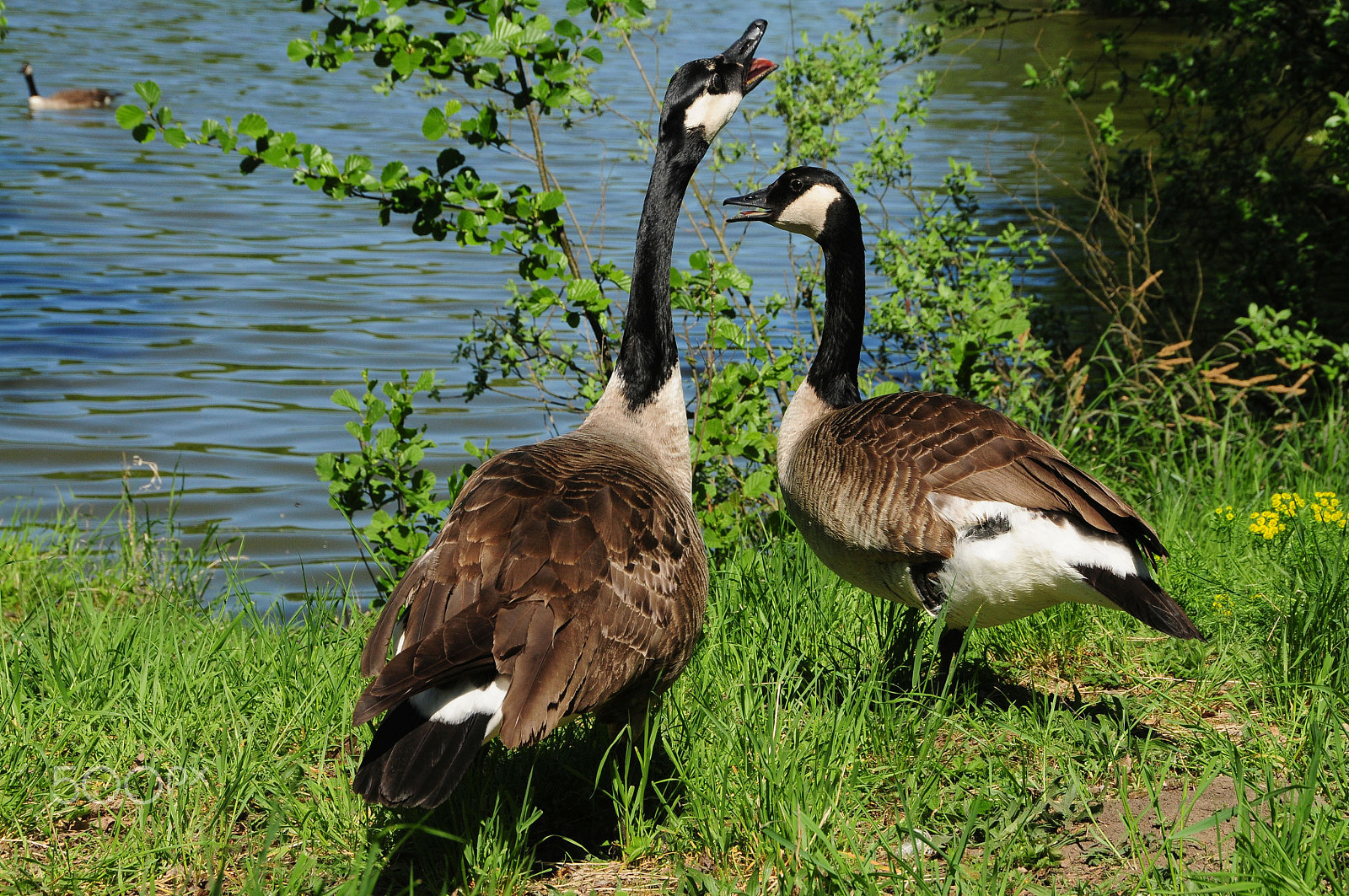 Nikon D300 sample photo. Cackling photography