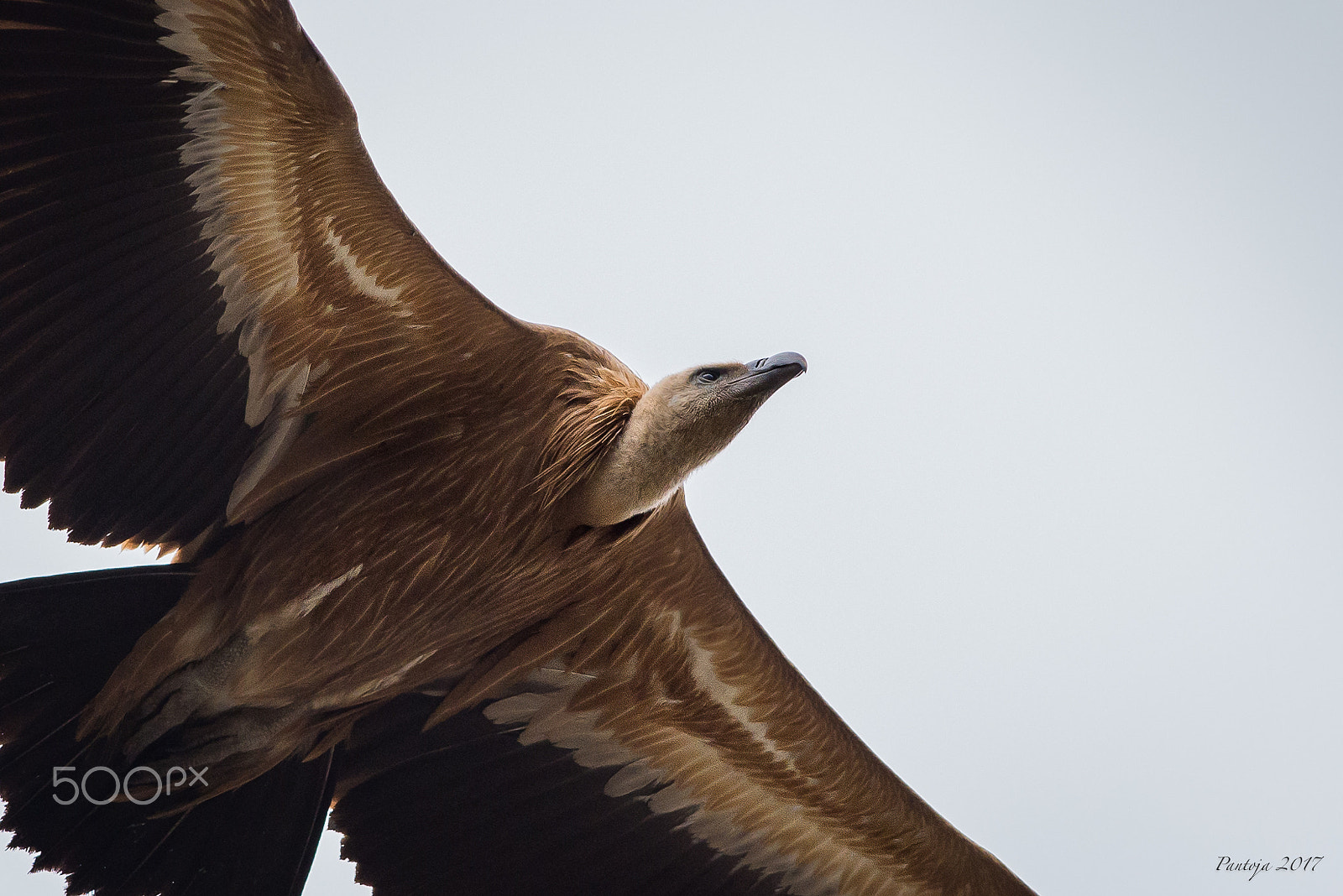 Nikon D600 + Nikon AF-S Nikkor 300mm F4D ED-IF sample photo. Griffon vulture photography