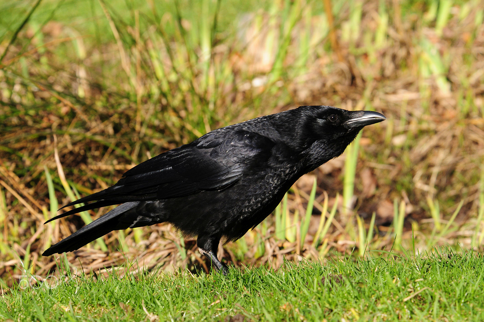 Nikon D300 sample photo. Crow photography