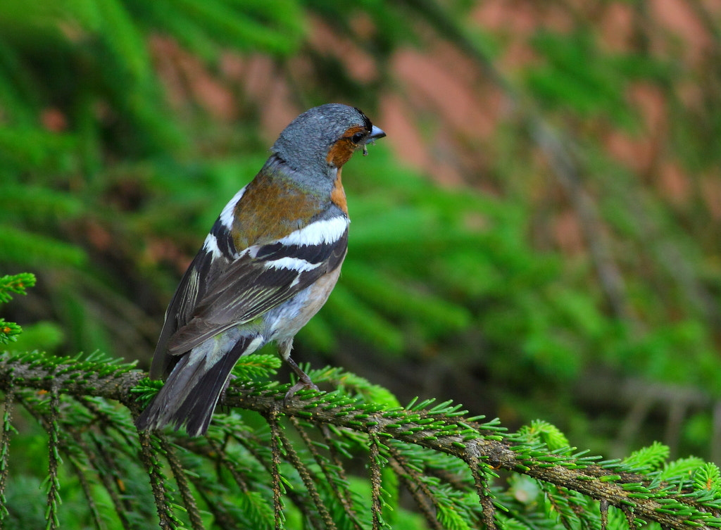 Canon EF 400mm F5.6L USM sample photo. Ispinoz photography