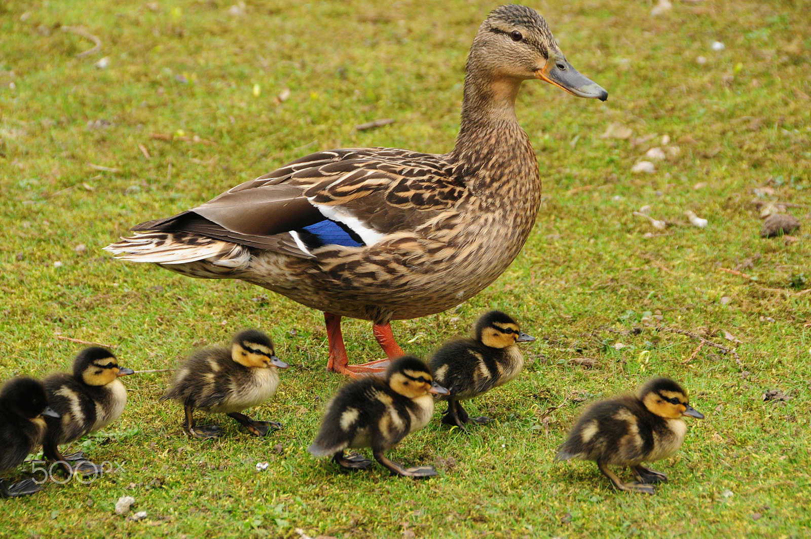 Nikon D300 sample photo. Family duck photography