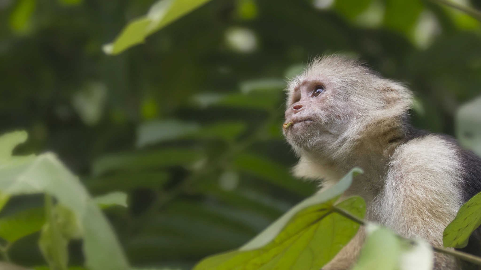 Canon EOS 60D + Canon EF 70-200mm F2.8L IS II USM sample photo. A thoughtful capuchin monkey photography