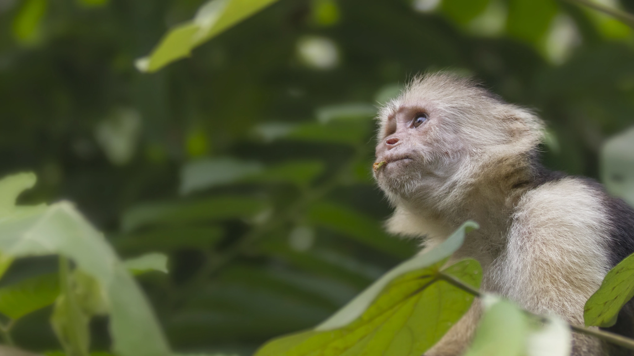 Canon EF 70-200mm F2.8L IS II USM sample photo. A thoughtful capuchin monkey photography