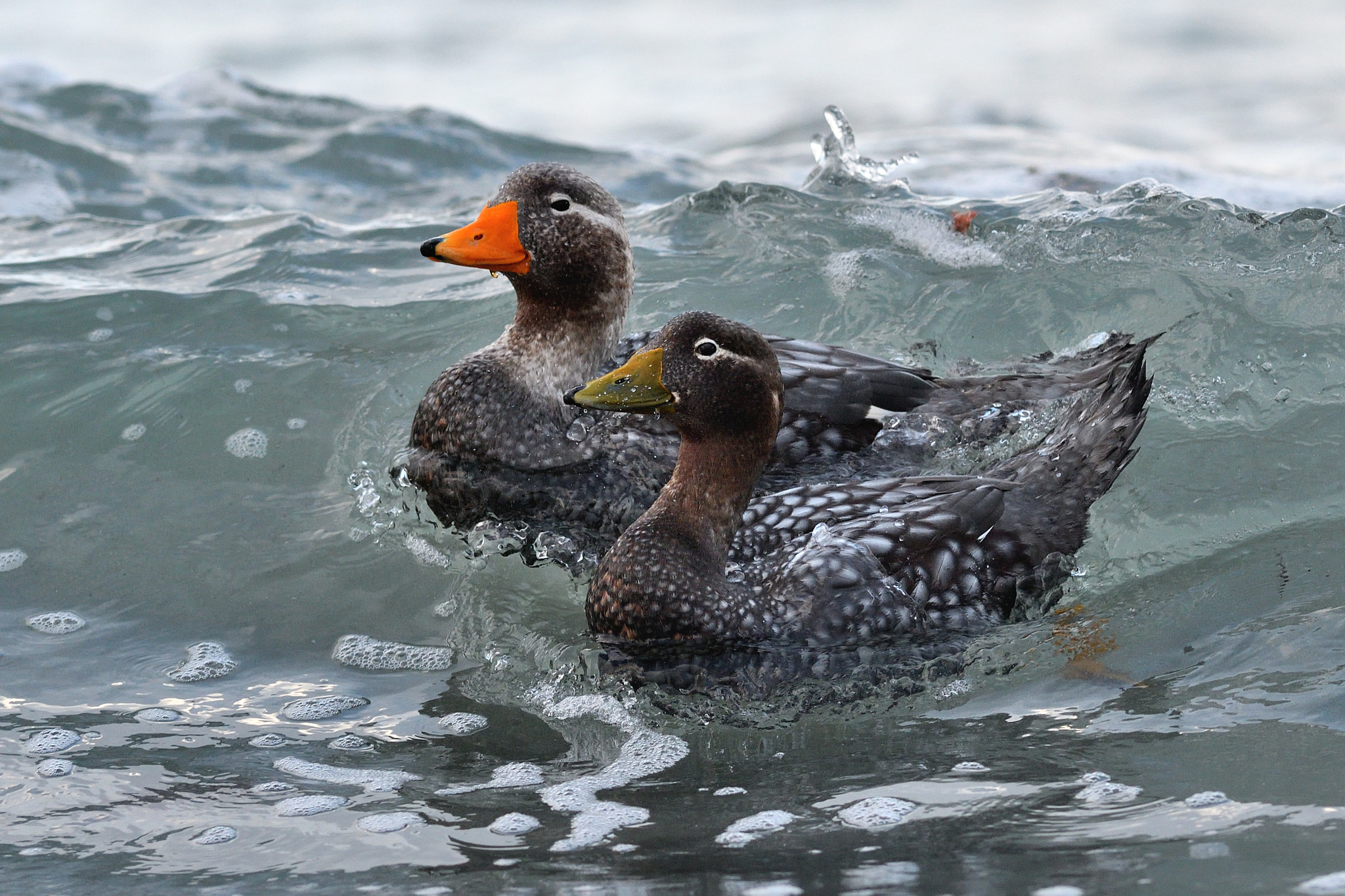 Nikon AF-S Nikkor 300mm F2.8G ED VR II sample photo. Falkland steamer duck photography