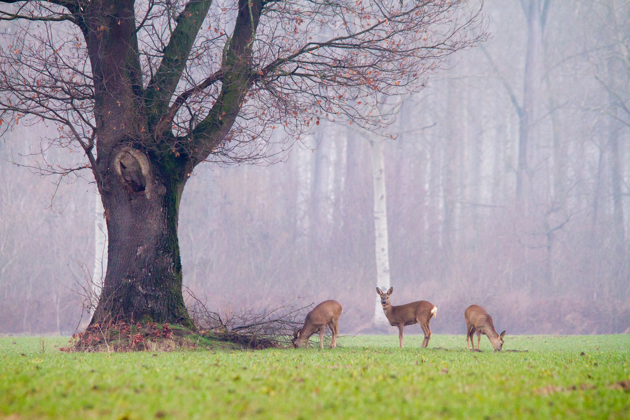 Canon EOS 7D sample photo. Roe deer at the oak photography