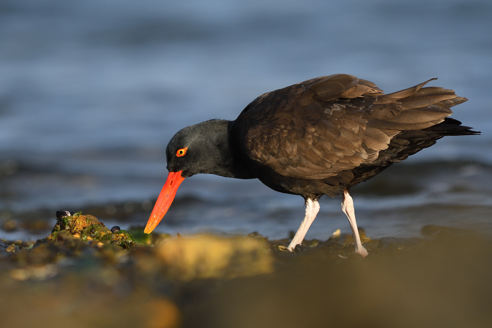 Nikon AF-S Nikkor 300mm F2.8G ED VR II sample photo. Blackish oystercatcher photography