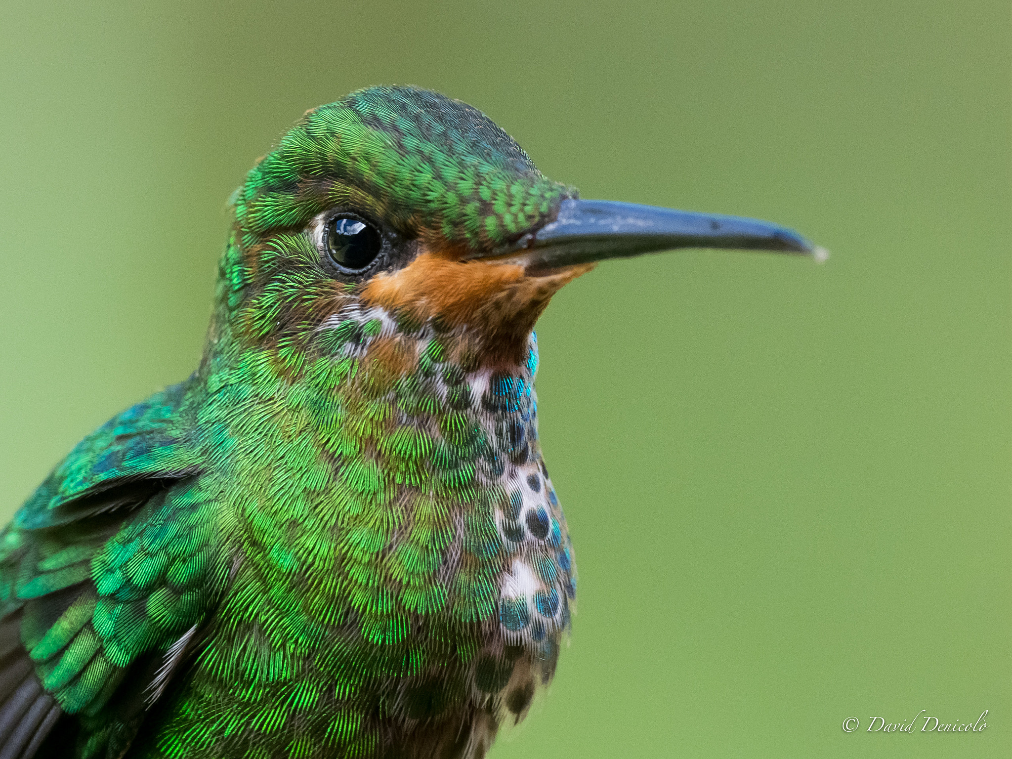 M.300mm F4.0 + MC-14 sample photo. Hummingbird photography