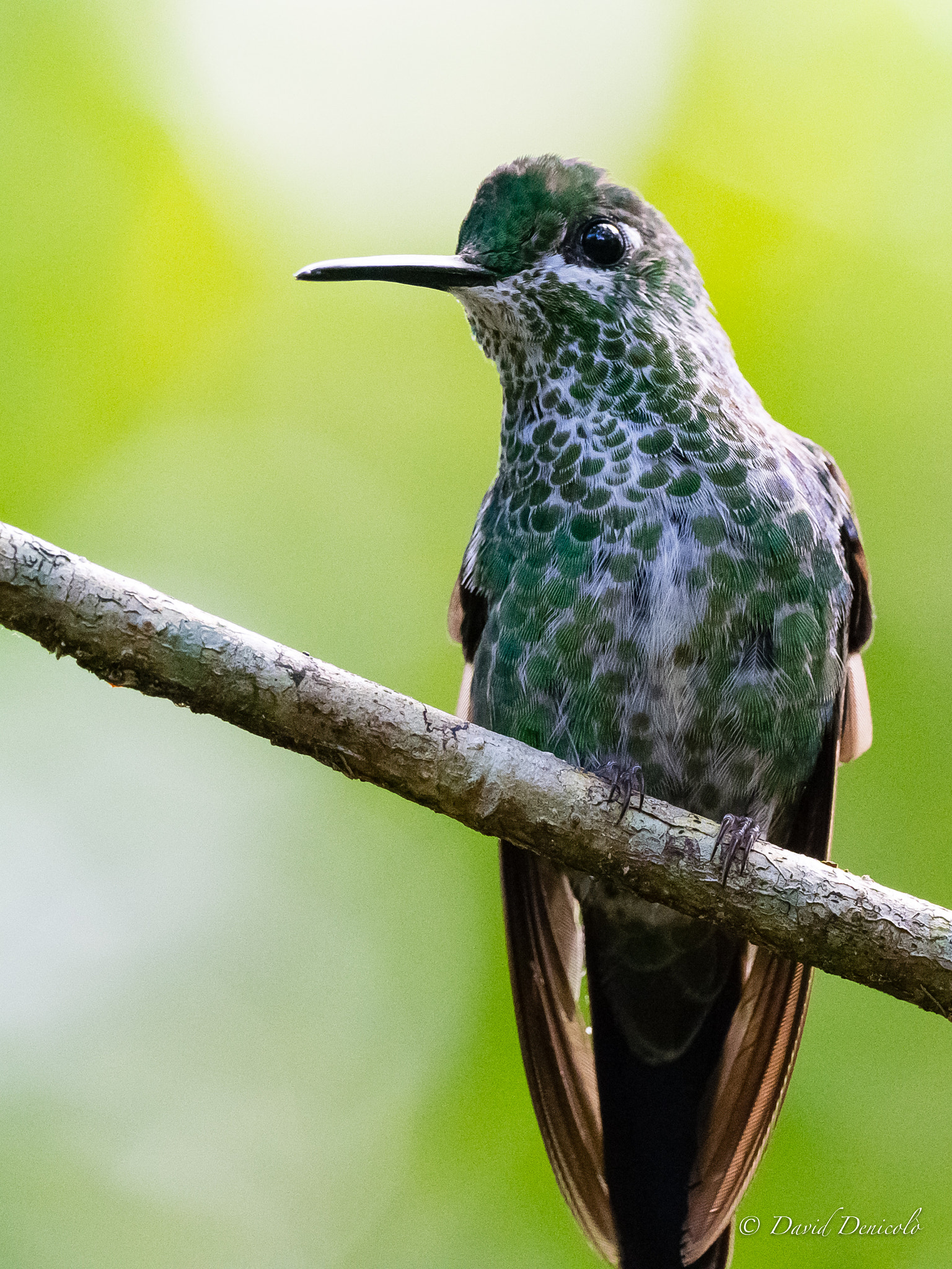 M.300mm F4.0 + MC-14 sample photo. Hummingbird photography