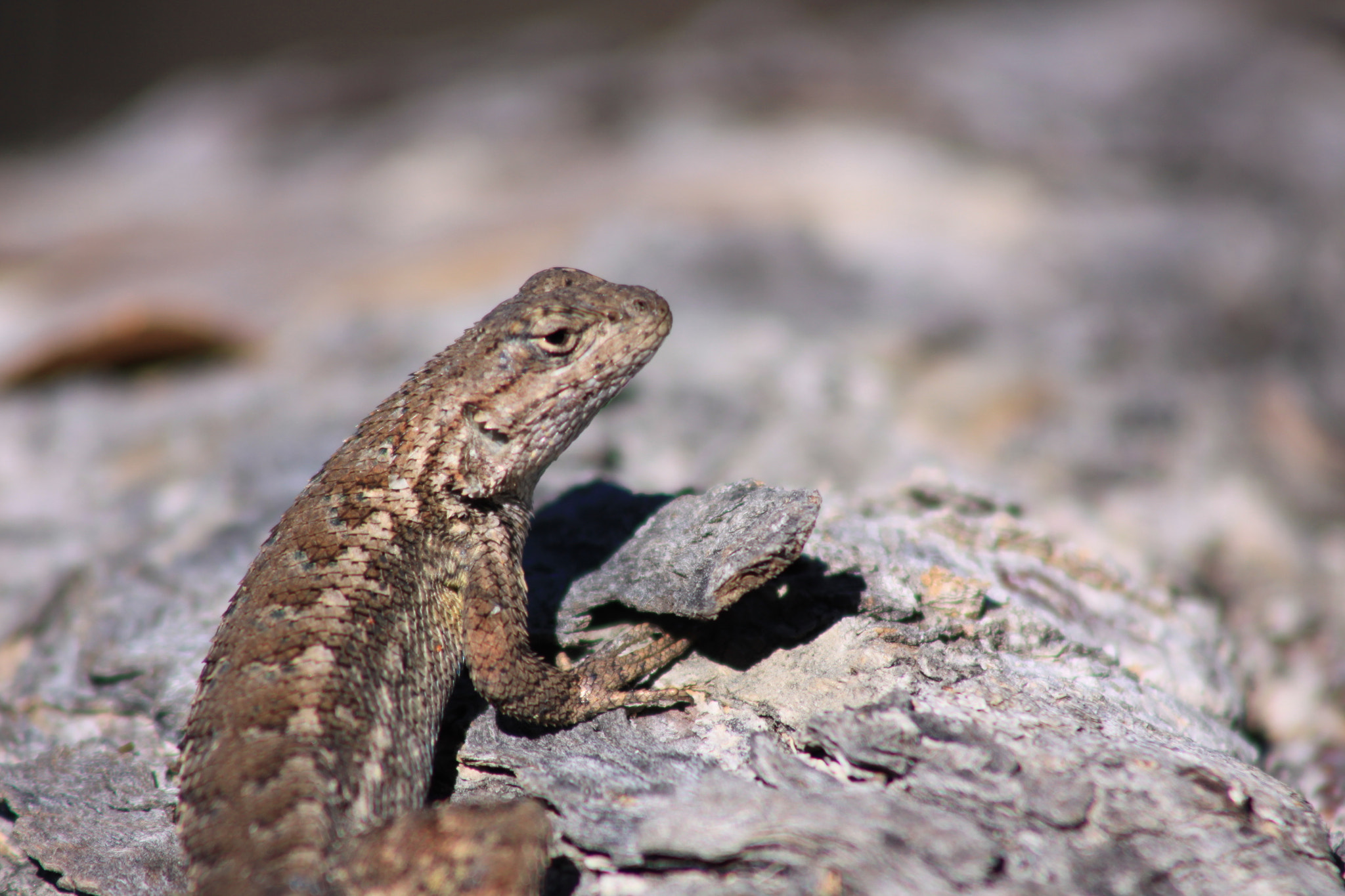 Canon EOS 50D + EF75-300mm f/4-5.6 sample photo. Mr. lizard photography