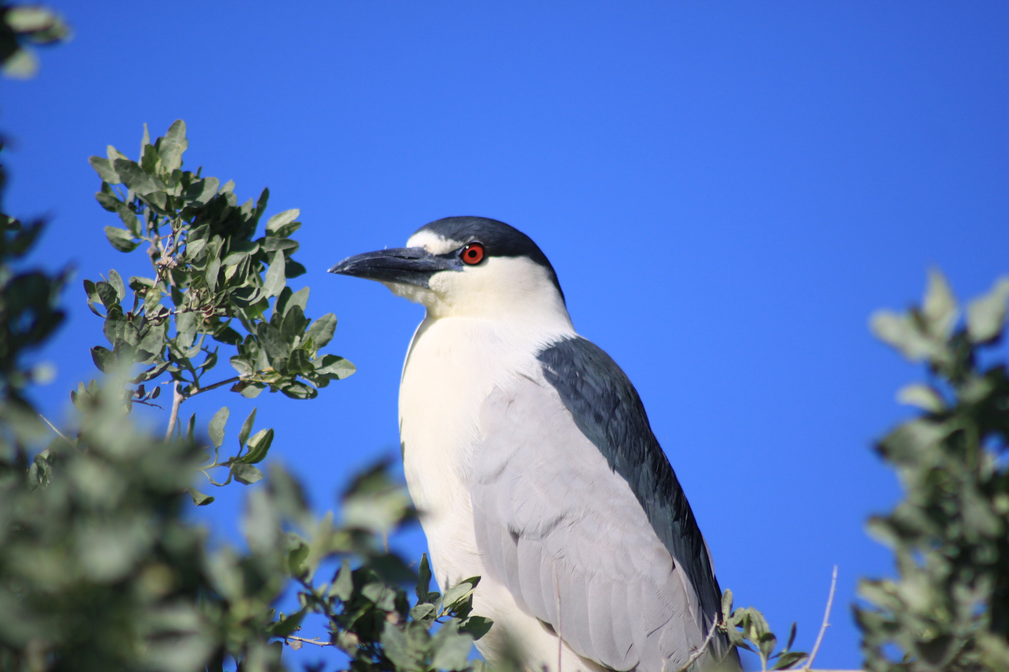 Canon EOS 50D + EF75-300mm f/4-5.6 sample photo. Green capped night heron photography