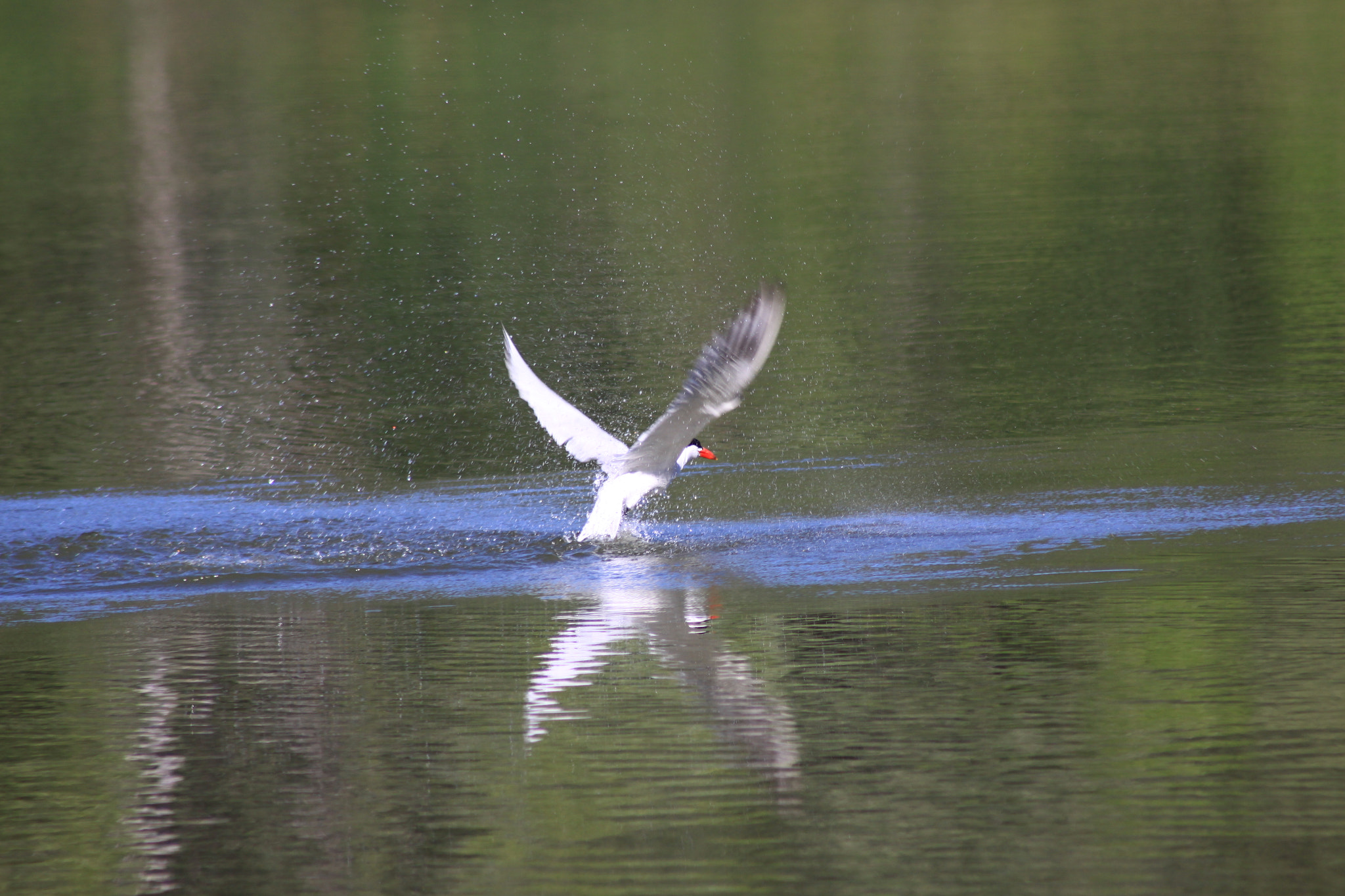 Canon EOS 50D + EF75-300mm f/4-5.6 sample photo. Tern fishing photography