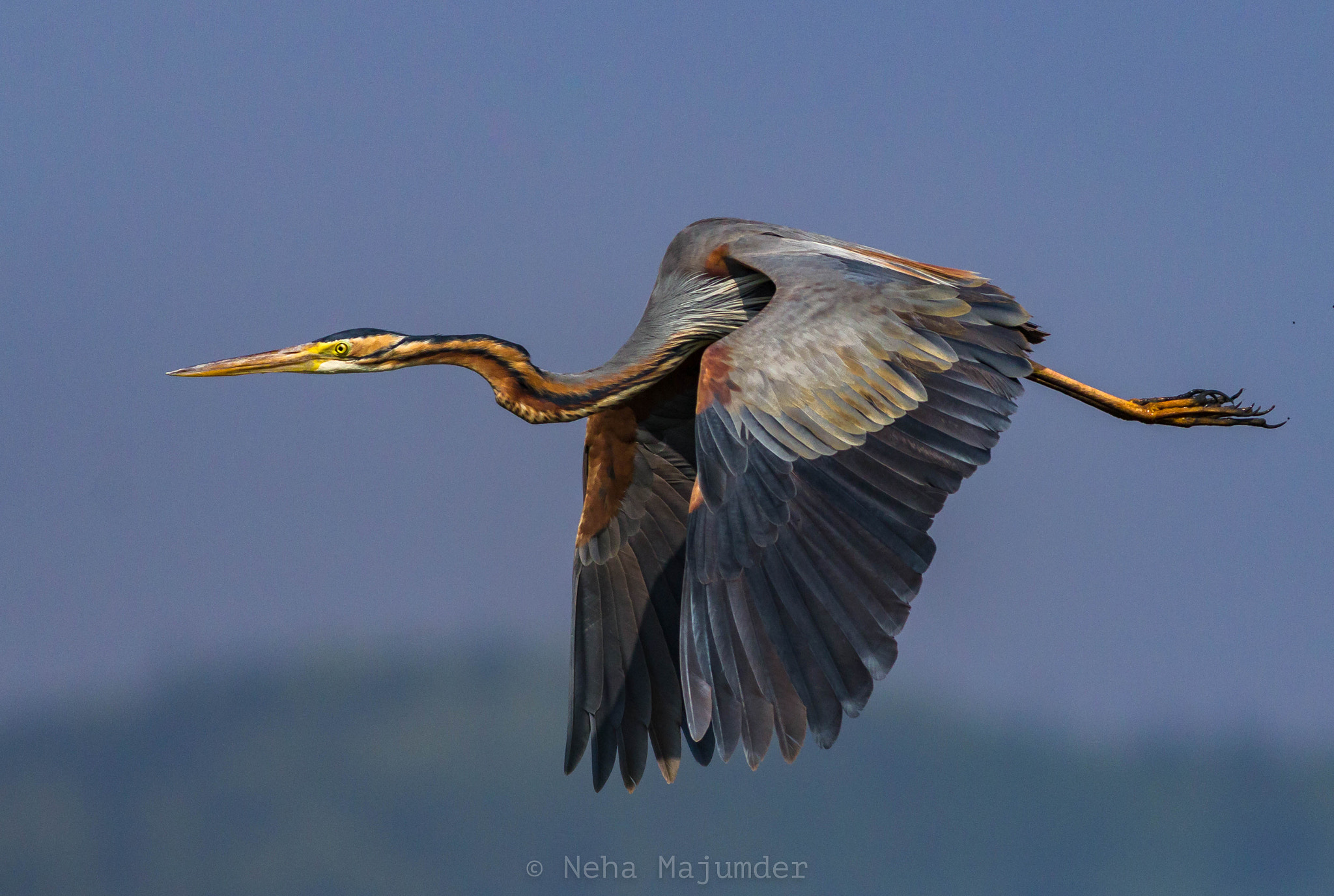 Canon EOS 60D + Canon EF 400mm F5.6L USM sample photo. Purple-heron photography