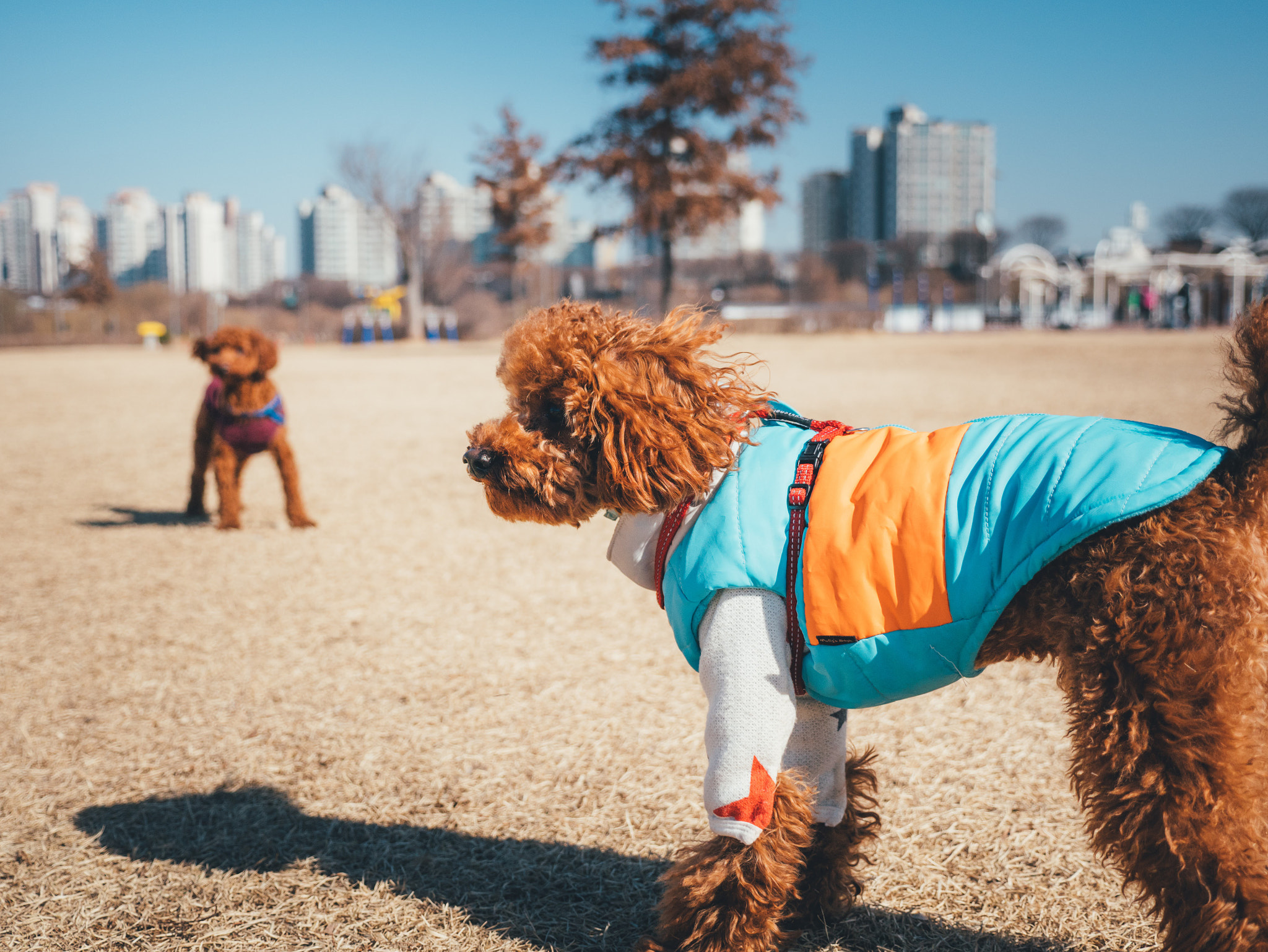 Panasonic Lumix DMC-GX85 (Lumix DMC-GX80 / Lumix DMC-GX7 Mark II) + Panasonic Lumix G X Vario 12-35mm F2.8 ASPH Power OIS sample photo. Poodles photography