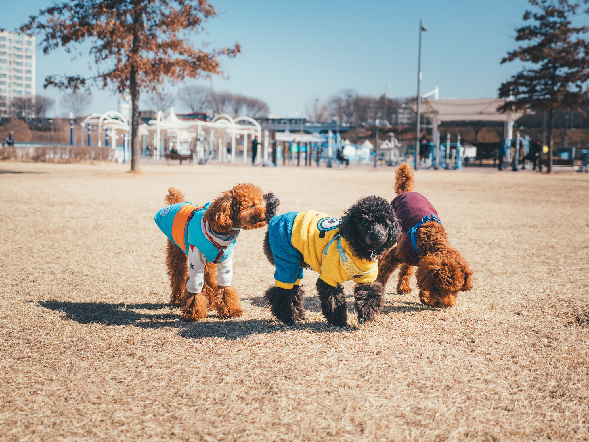 Panasonic Lumix DMC-GX85 (Lumix DMC-GX80 / Lumix DMC-GX7 Mark II) sample photo. Poodles photography