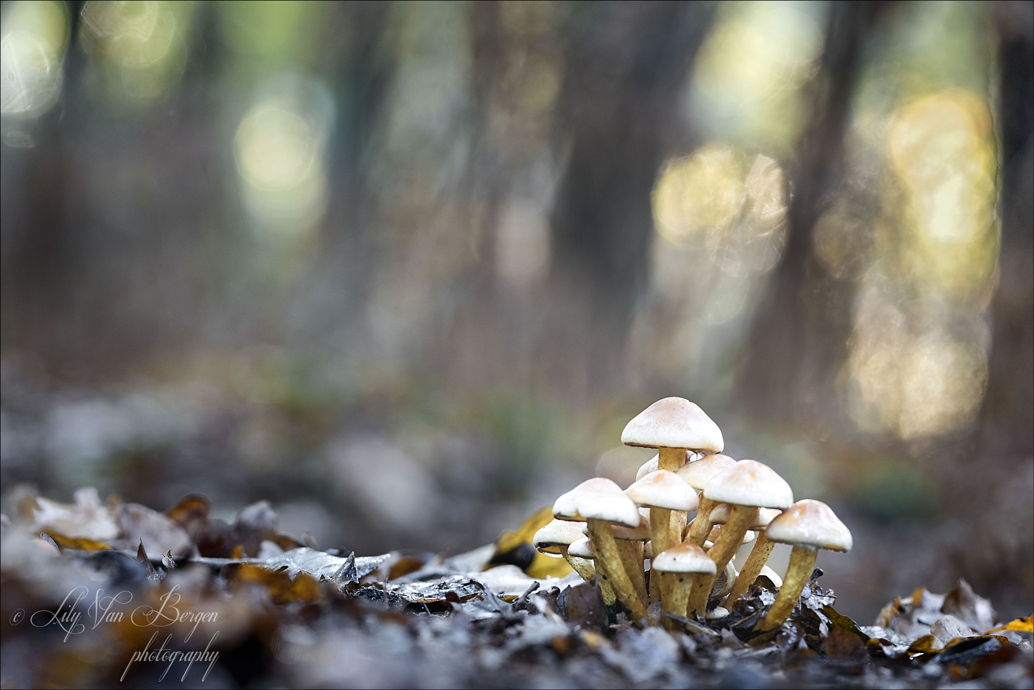 Sigma 150mm F2.8 EX DG Macro HSM sample photo. In the wood. photography
