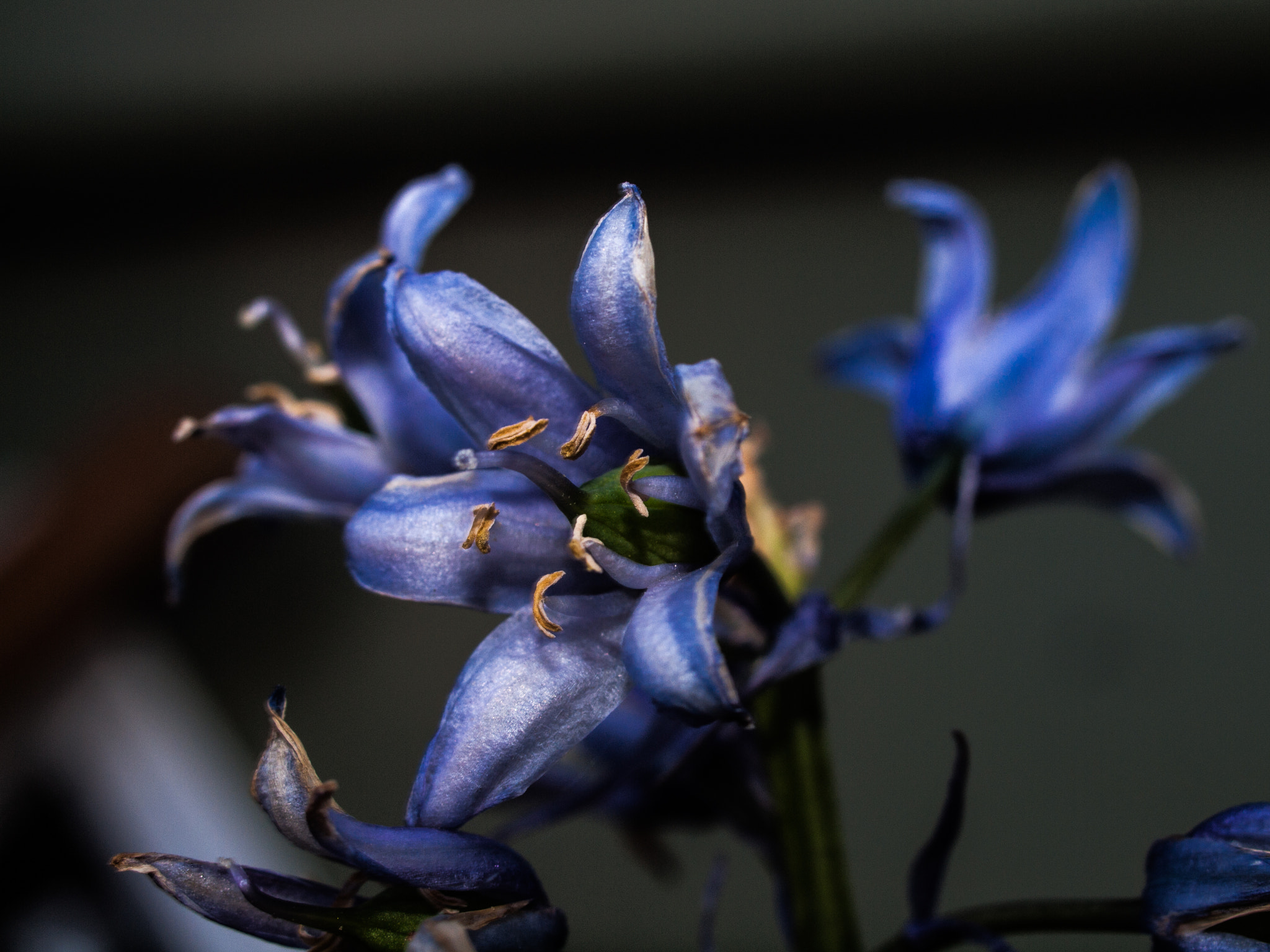 Olympus E-30 + OLYMPUS 35mm Lens sample photo. Blue flower photography