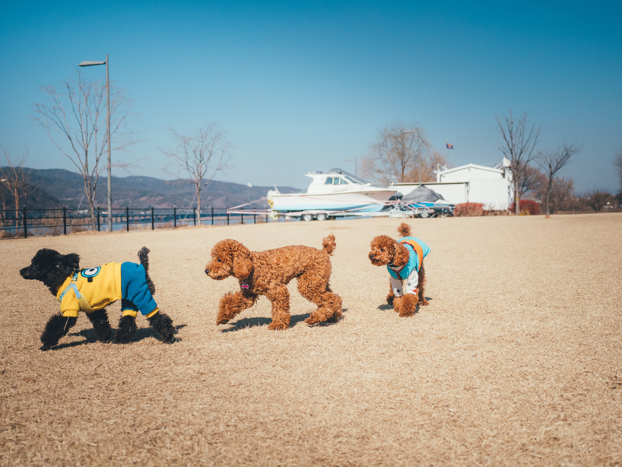 Panasonic Lumix DMC-GX85 (Lumix DMC-GX80 / Lumix DMC-GX7 Mark II) sample photo. Poodles photography