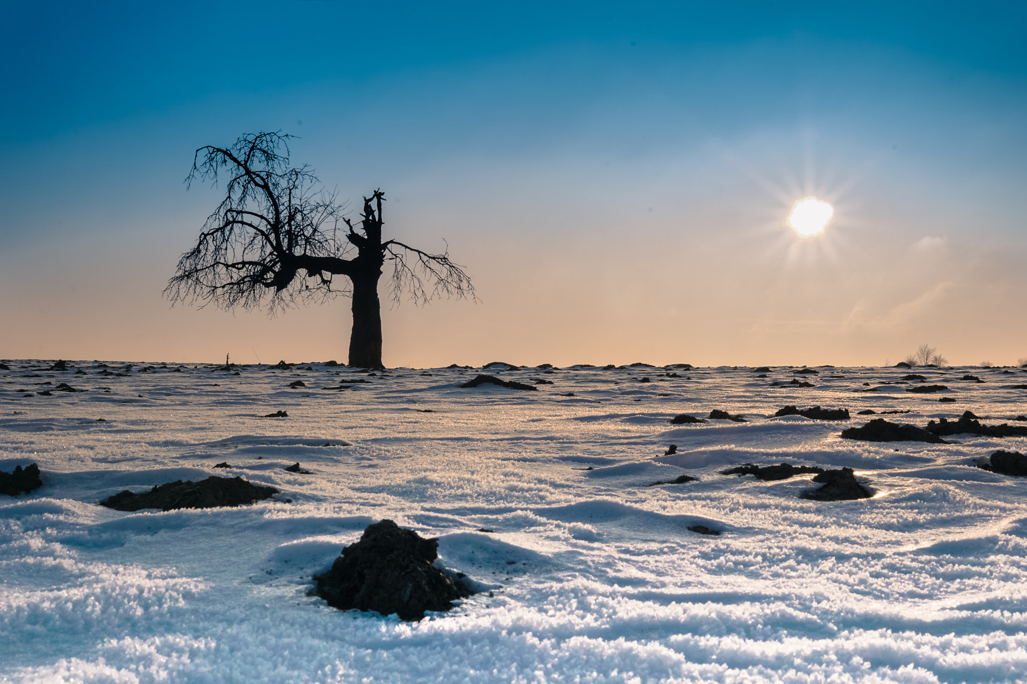 Sony a5100 + Sigma 30mm F2.8 EX DN sample photo. Lonely tree photography