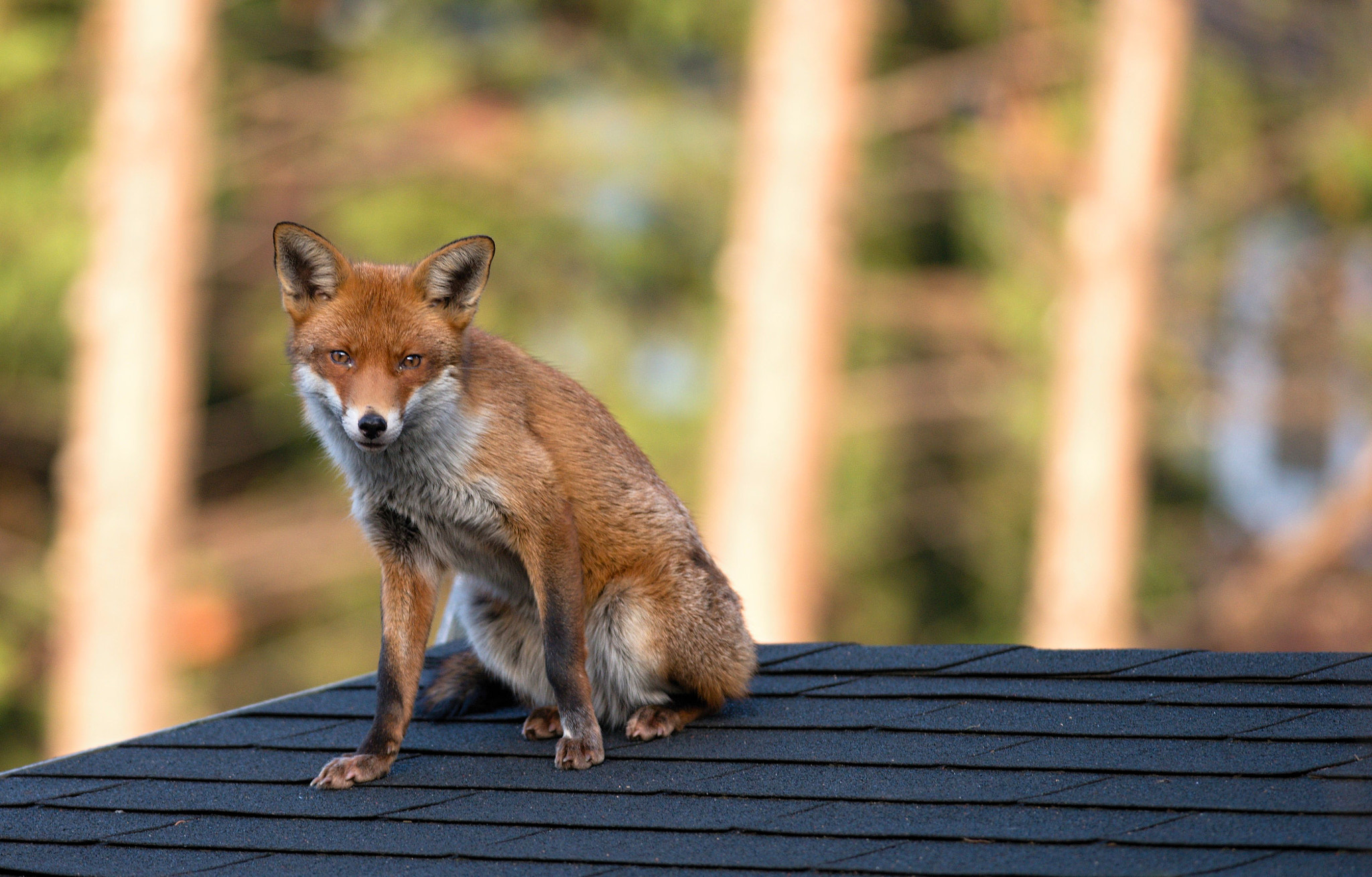 Nikon D610 + Nikon AF-S Nikkor 300mm F4D ED-IF sample photo. Red fox photography