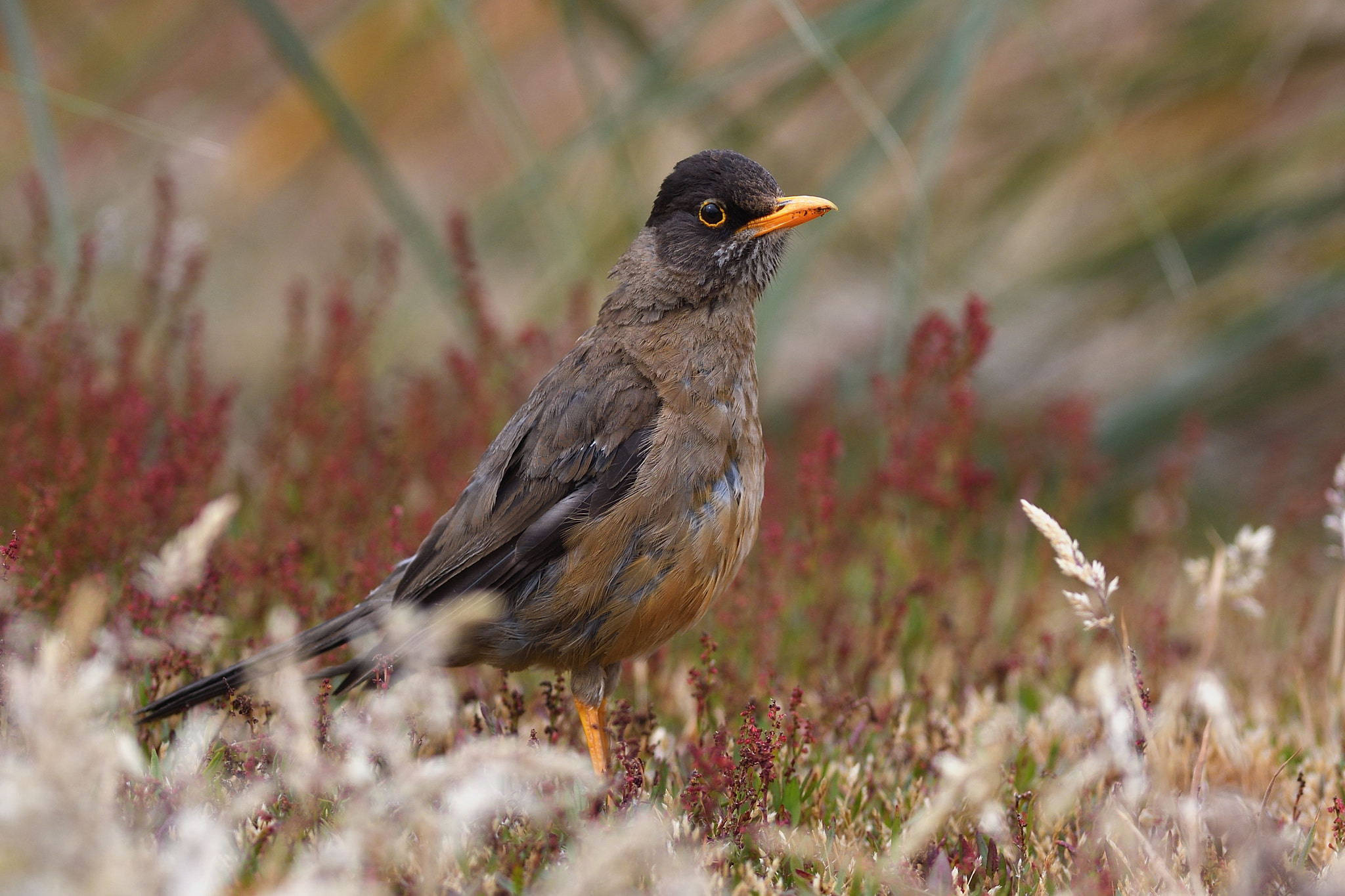 Nikon D500 + Nikon AF-S Nikkor 300mm F2.8G ED VR II sample photo. Falkland thrush photography