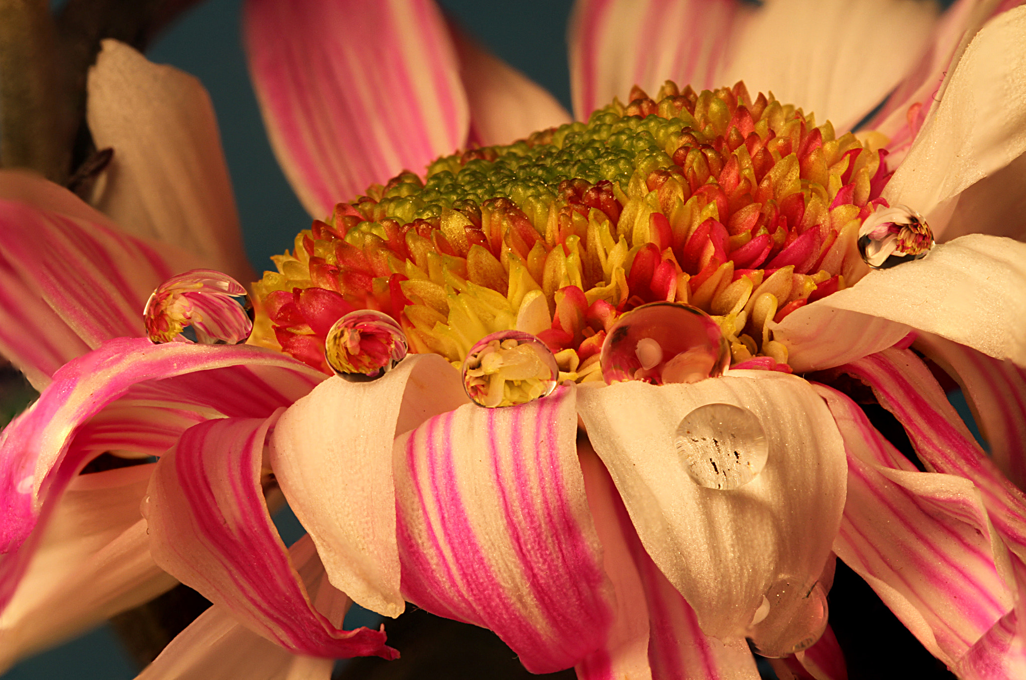 Canon EOS 7D sample photo. Chrysanthemum drops.. photography