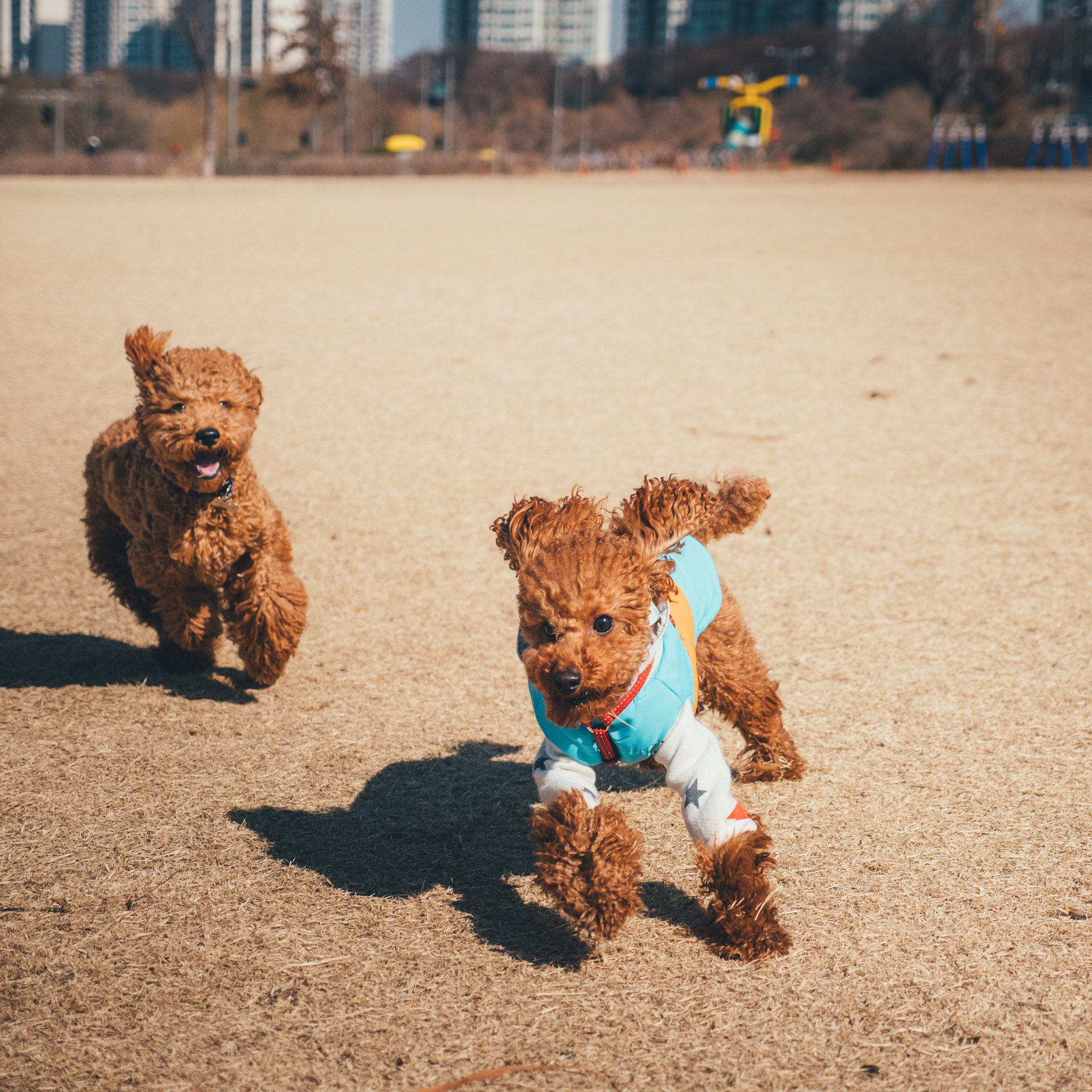 Panasonic Lumix DMC-GX85 (Lumix DMC-GX80 / Lumix DMC-GX7 Mark II) sample photo. Poodles photography