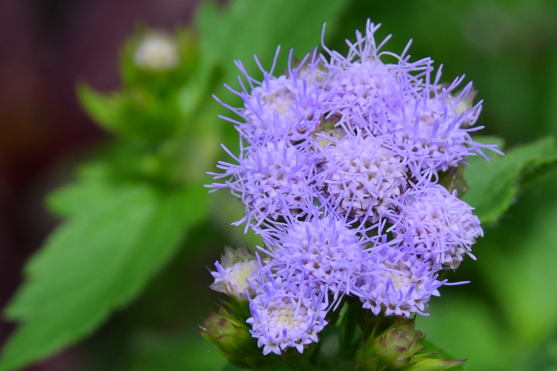 Sigma 18-250mm F3.5-6.3 DC Macro OS HSM sample photo. Weed.  photography
