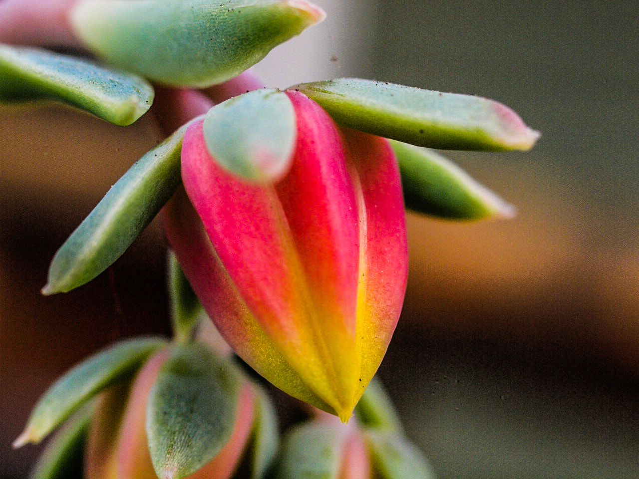 Olympus E-30 sample photo. A flower in mums garden photography