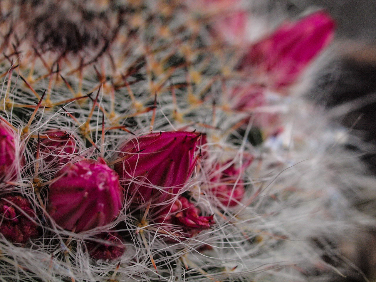 Olympus E-30 sample photo. My cactus photography