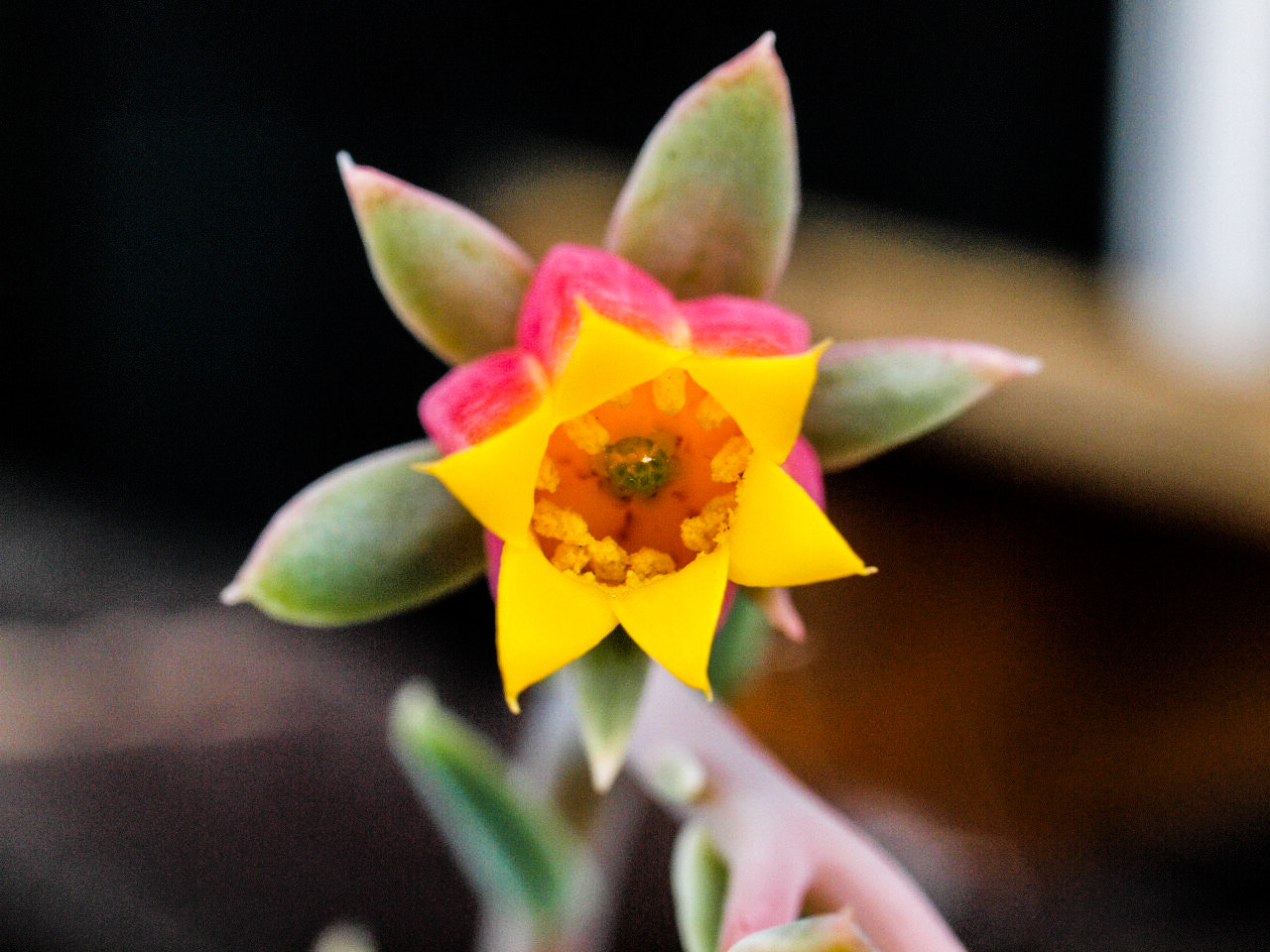 Olympus E-30 + OLYMPUS 35mm Lens sample photo. Close up of a tiny flower photography