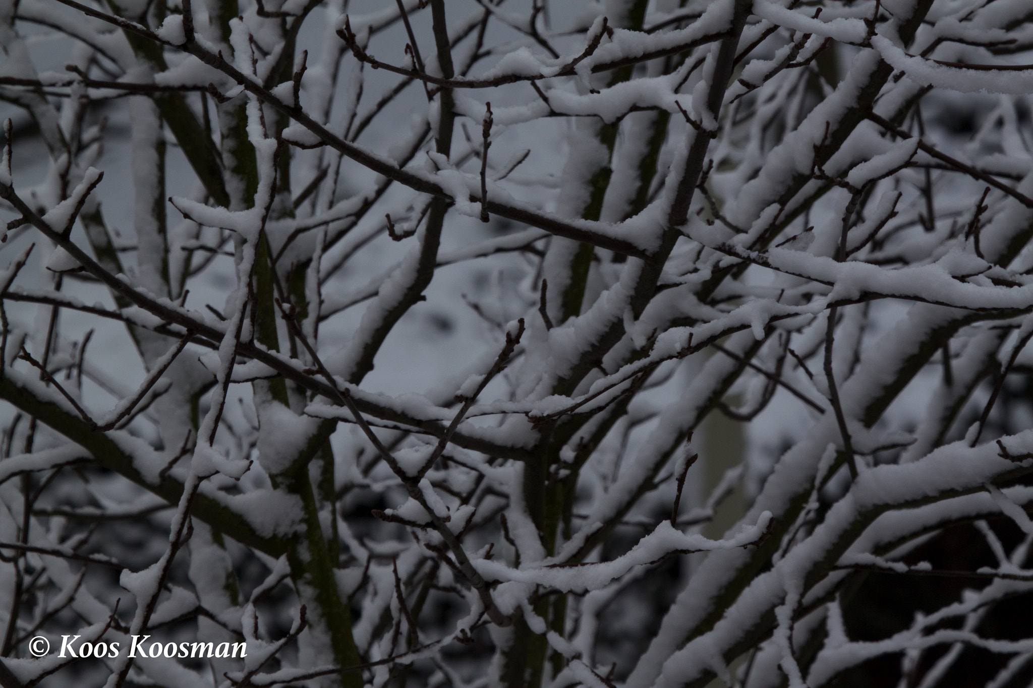 Canon EOS 500D (EOS Rebel T1i / EOS Kiss X3) sample photo. Wintertime photography