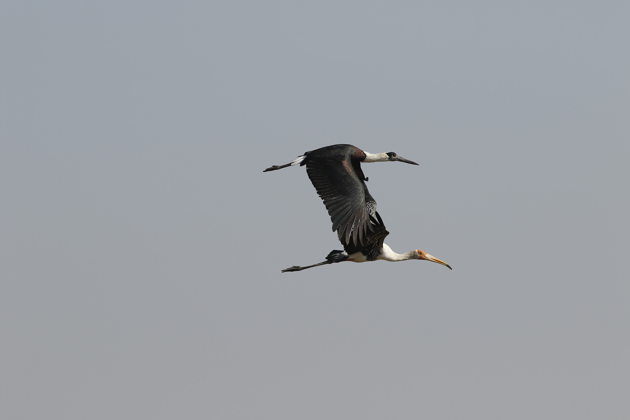 Canon EF 300mm F4L IS USM sample photo