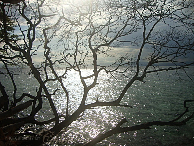 Sony Cyber-shot DSC-W220 sample photo. Trees and the seas. sanctuary for the vulnerable. photography
