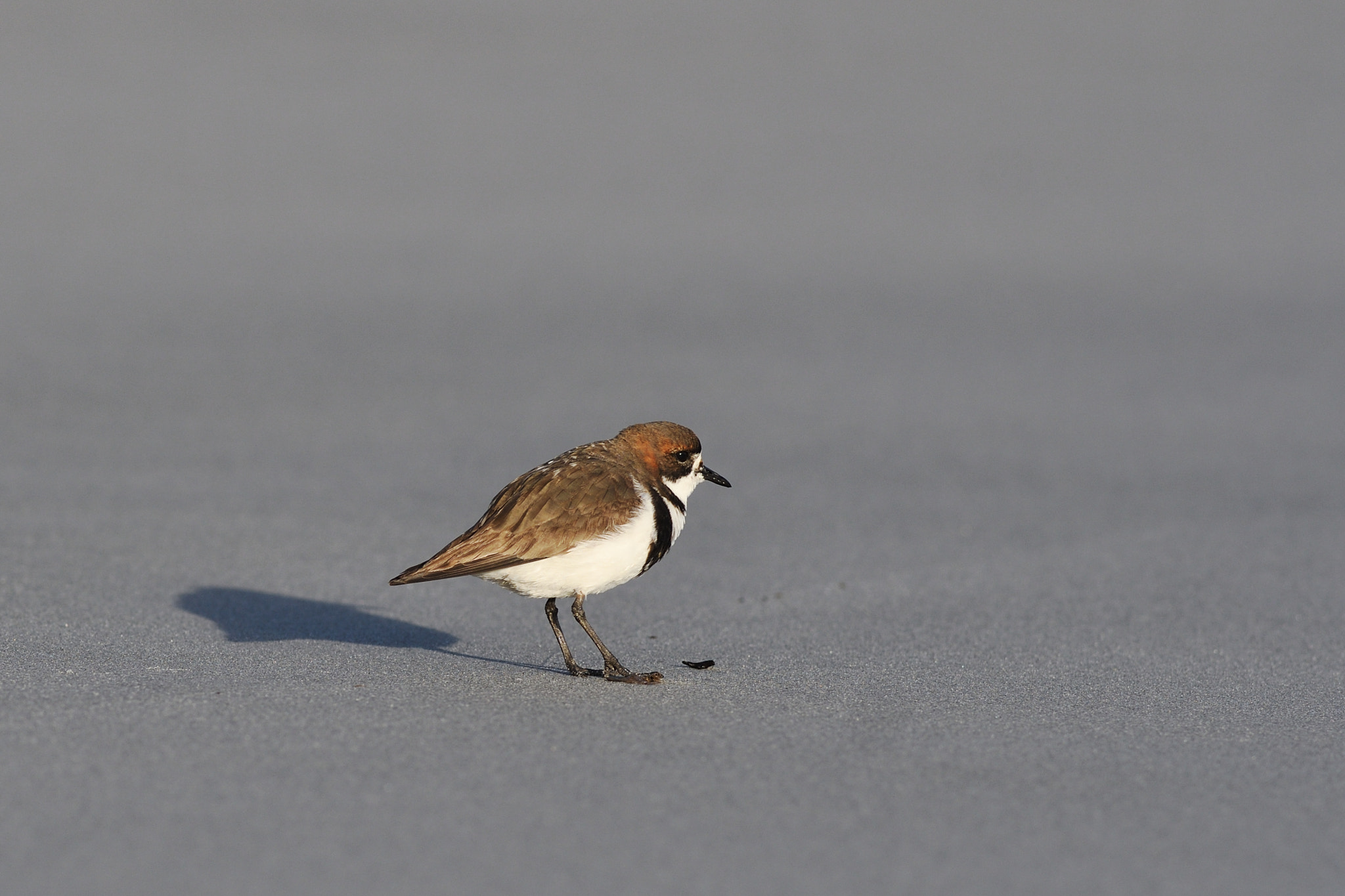 Nikon AF-S Nikkor 300mm F2.8G ED VR II sample photo. Two-banded plover photography