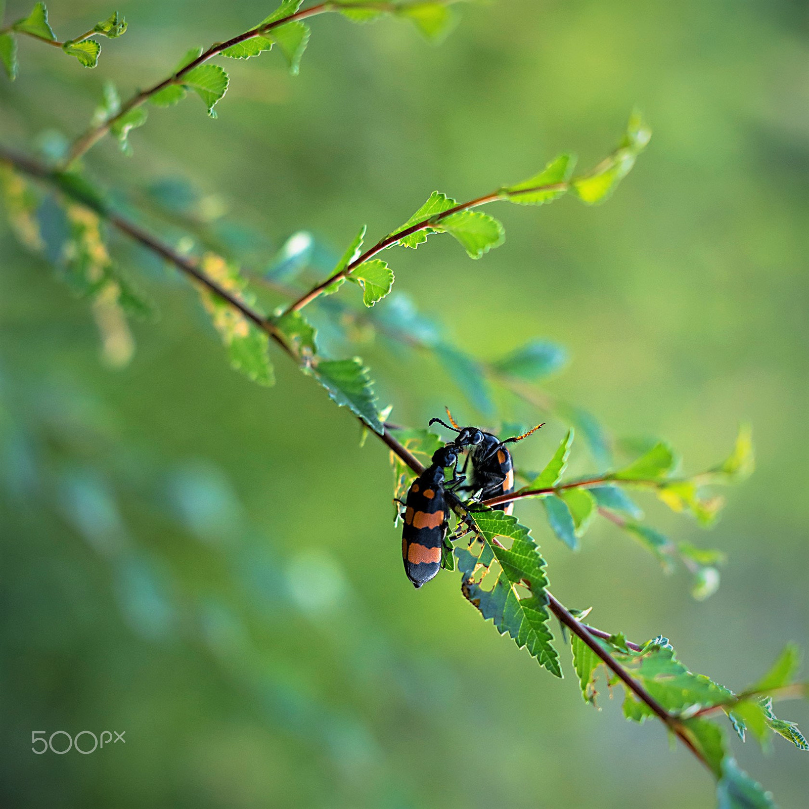 Nikon D800 sample photo. Fighting beetles photography