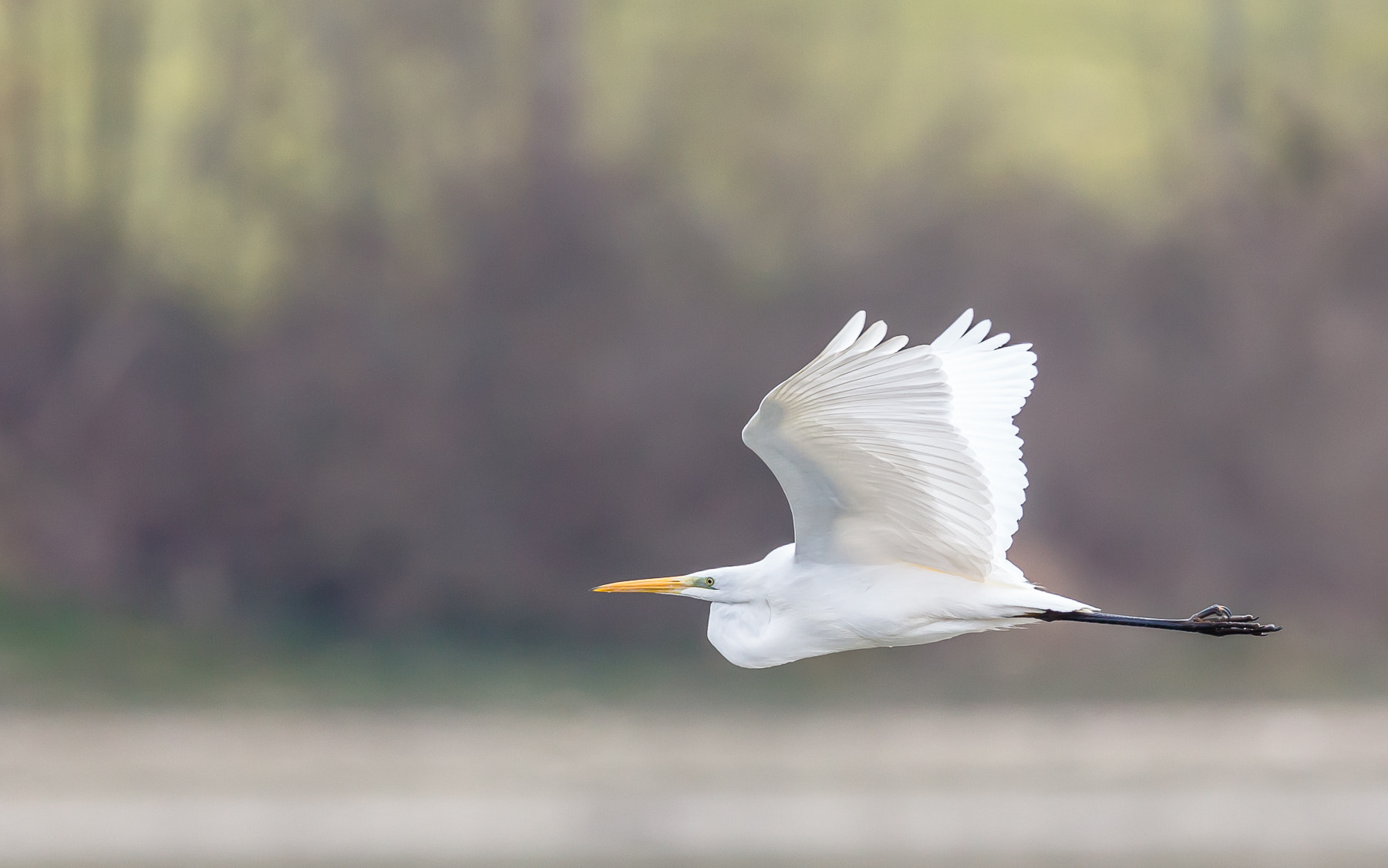Canon EF 500mm F4L IS II USM sample photo. Western great egret photography