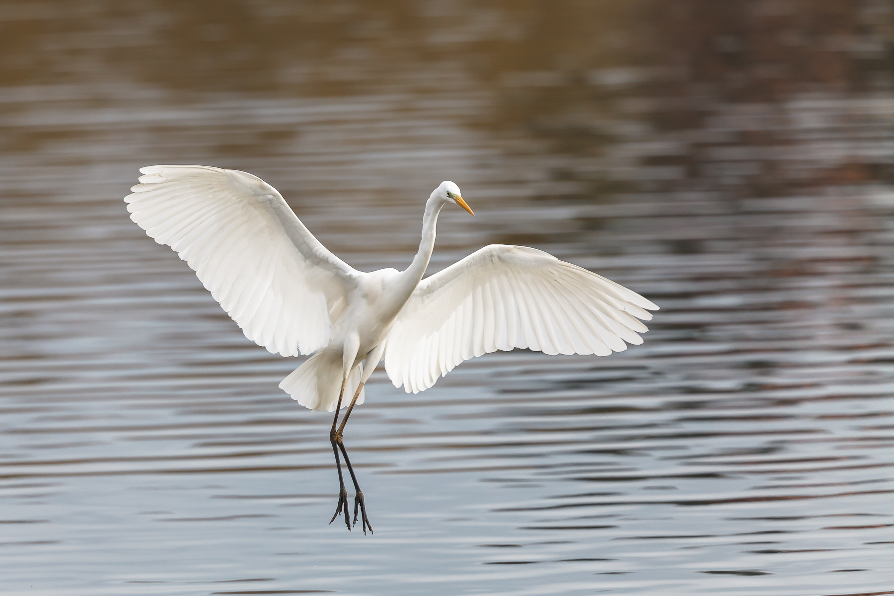 Canon EF 500mm F4L IS II USM sample photo. Western great egret photography