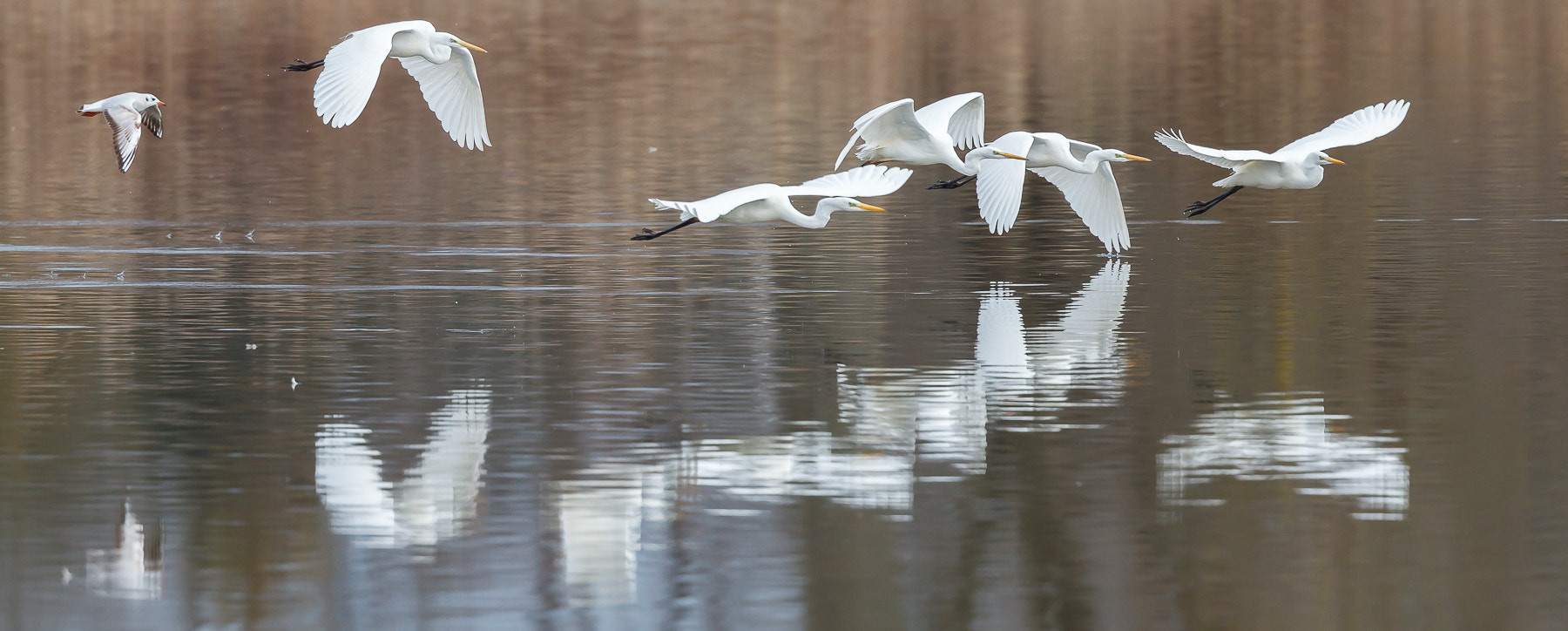 Canon EF 500mm F4L IS II USM sample photo. Western great egret photography