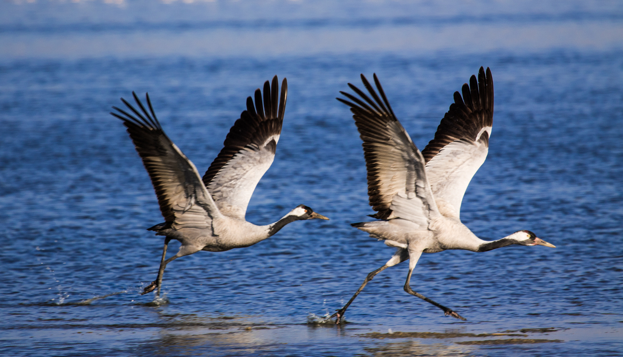 Canon EF 100-400mm F4.5-5.6L IS USM sample photo. Common crane photography