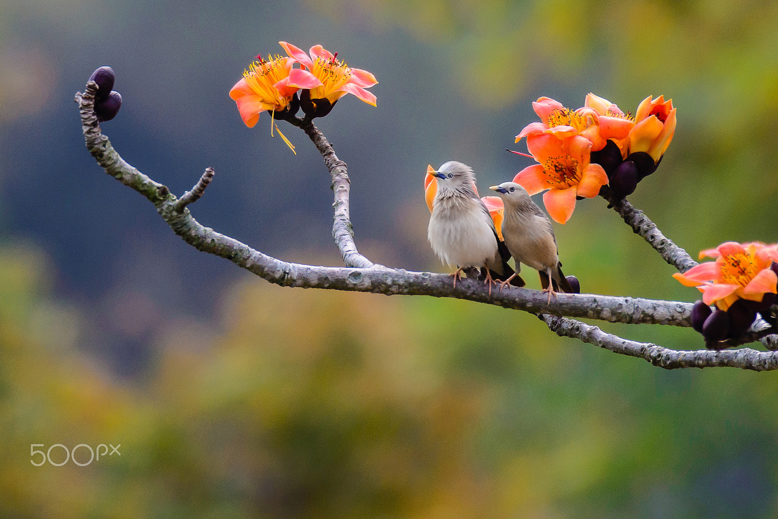 Nikon AF-S Nikkor 200-500mm F5.6E ED VR sample photo. Bird and flower photography