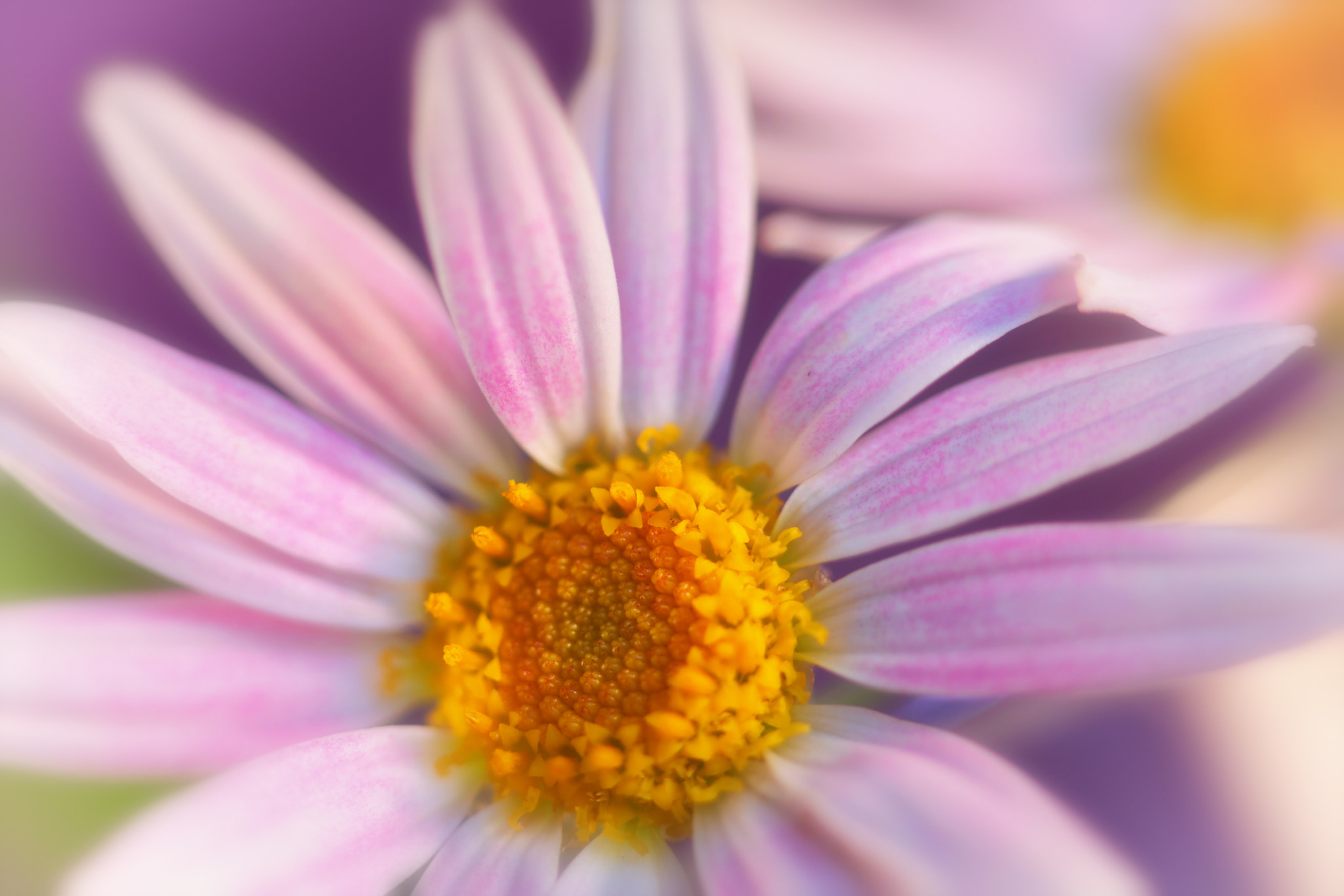 Canon EF 100mm F2.8 Macro USM sample photo. How we dance photography