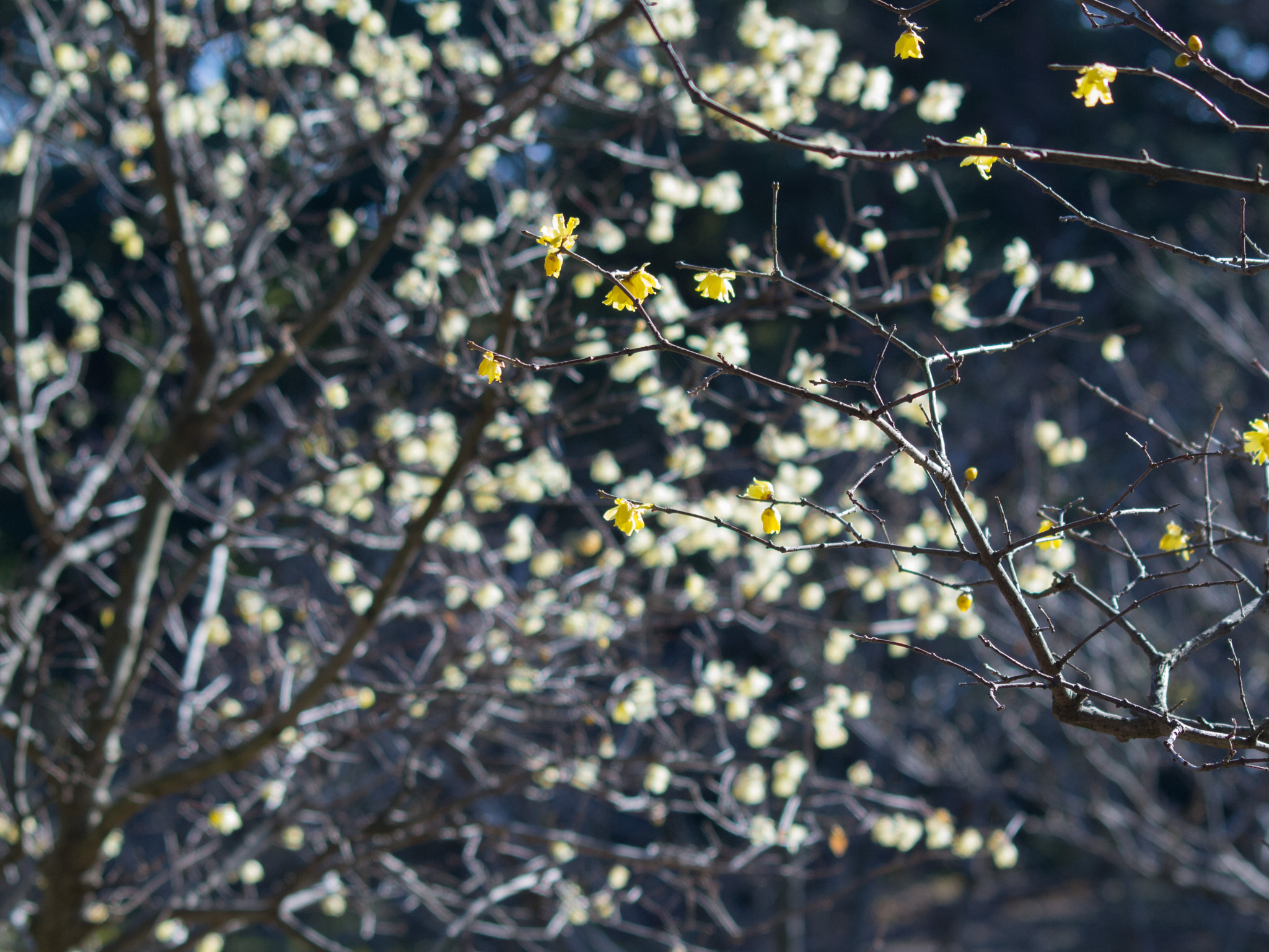 Olympus E-5 sample photo. Wintersweet photography