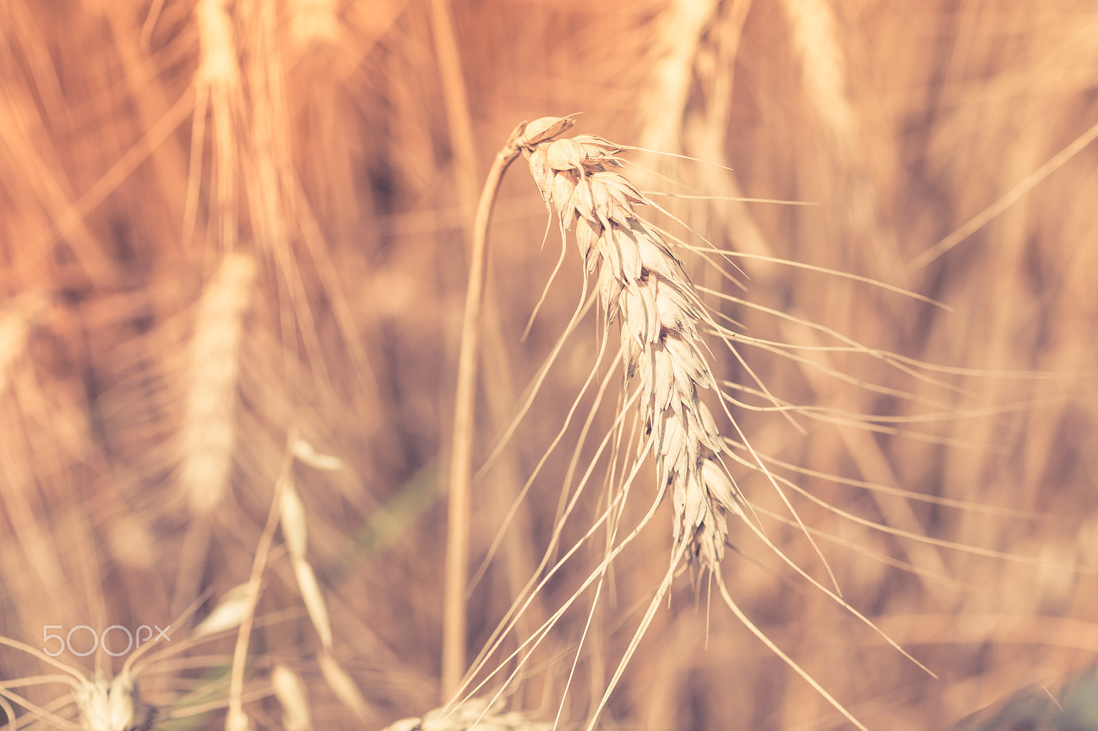 Canon EF 50mm F2.5 Macro sample photo. Ripe cereal field photography