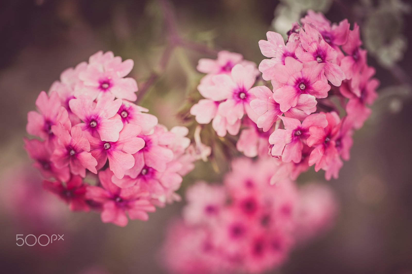 Canon EF 50mm F2.5 Macro sample photo. Verbena flowers on bokeh background photography