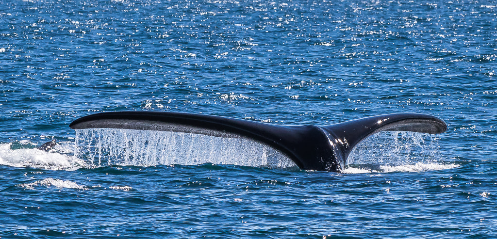 Canon EF 70-200mm F2.8L IS USM sample photo. The swimmer photography