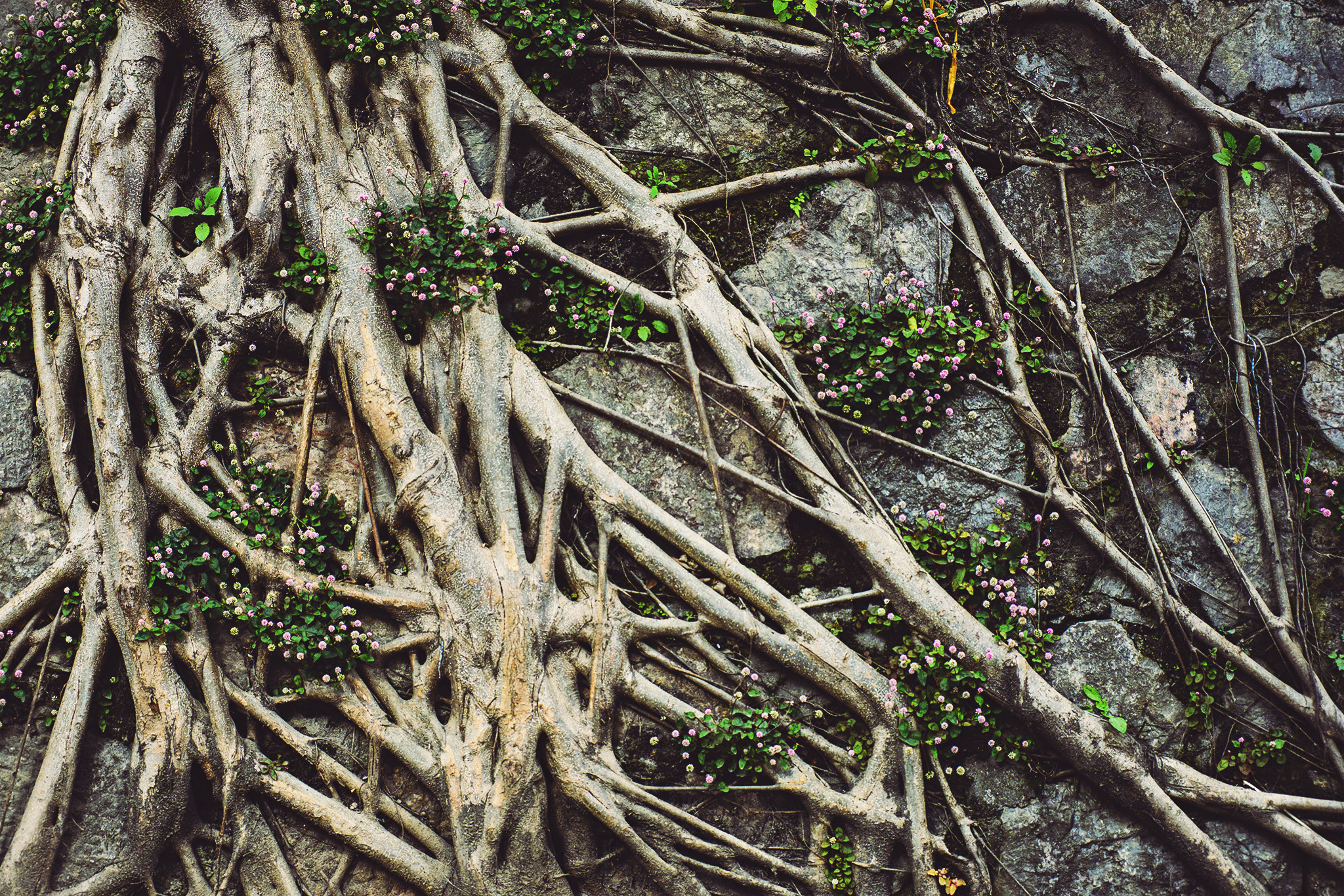 Nikon AF-Nikkor 80-200mm F2.8D ED sample photo. Just roots photography