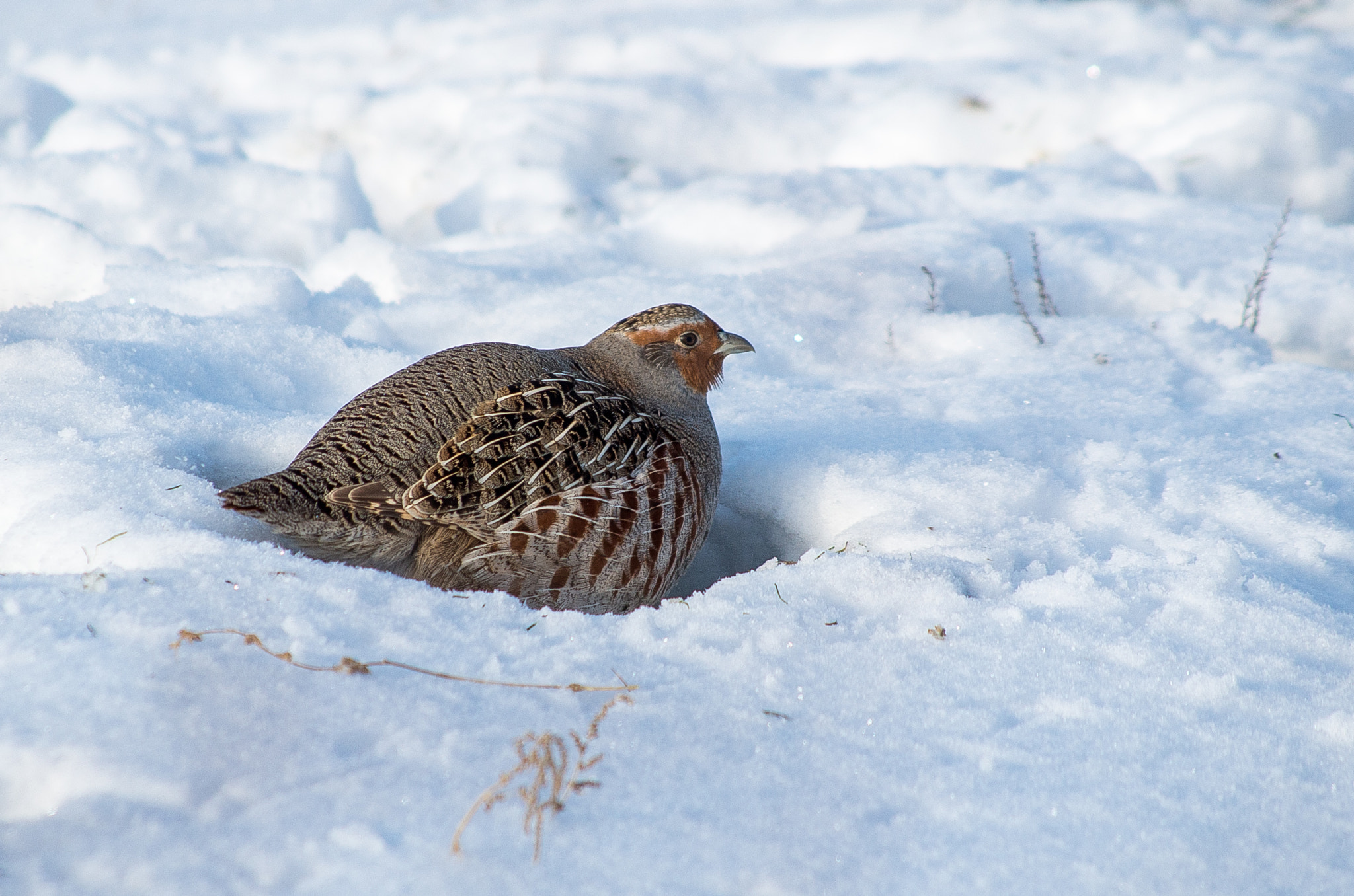HD Pentax DA 55-300mm F4.0-5.8 ED WR sample photo. Grey partridge // perdix photography