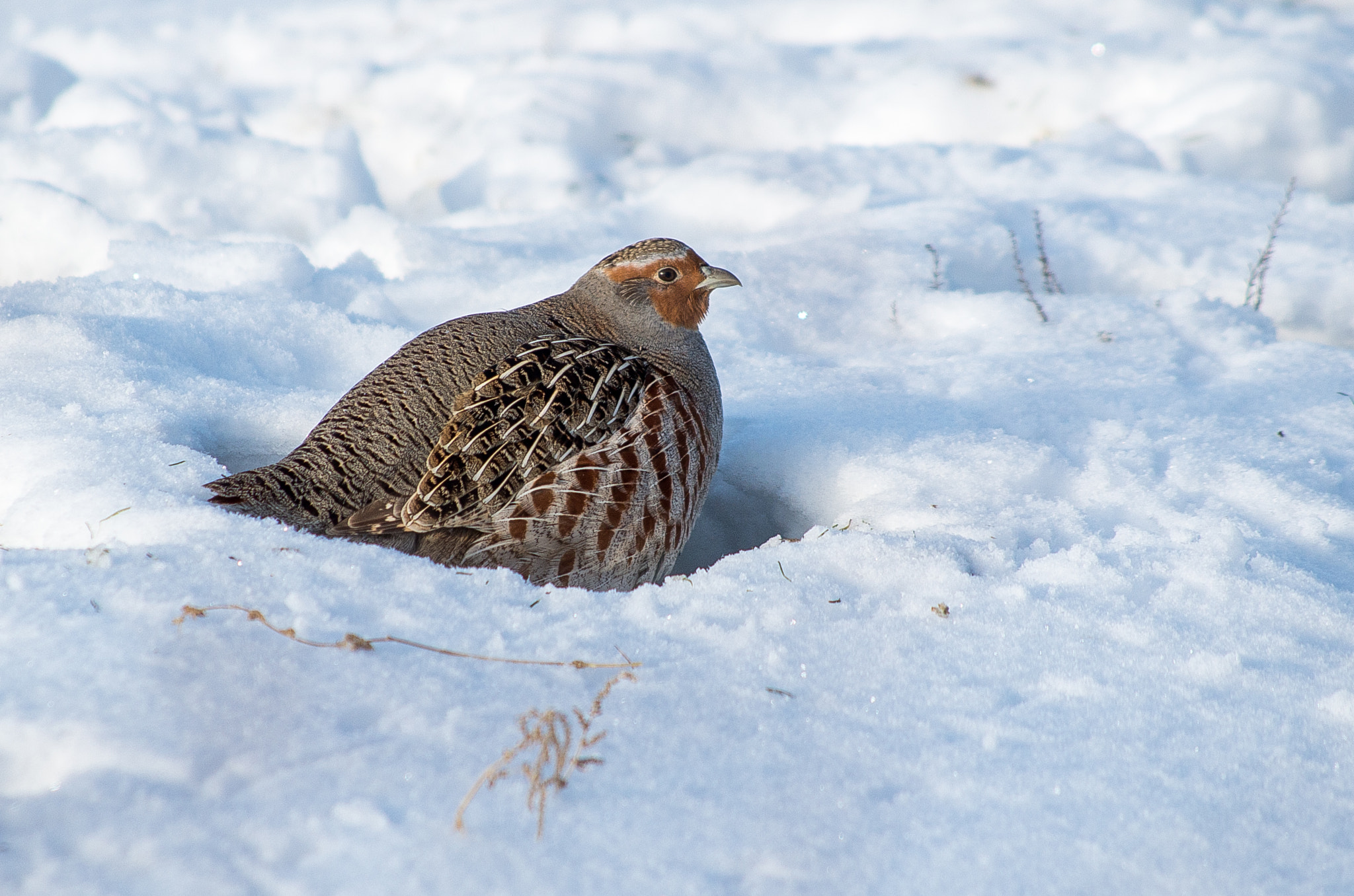 HD Pentax DA 55-300mm F4.0-5.8 ED WR sample photo. Grey partridge // perdix photography