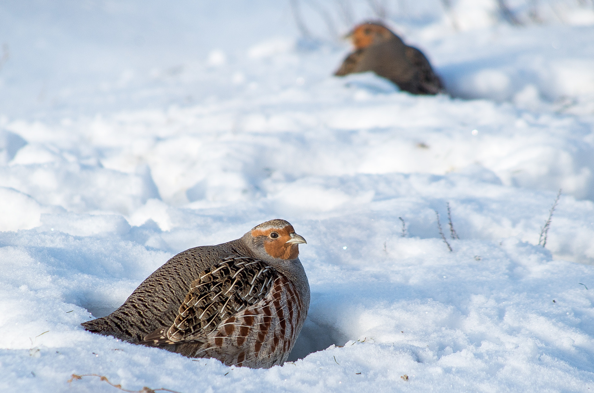 HD Pentax DA 55-300mm F4.0-5.8 ED WR sample photo. Grey partridge // perdix photography