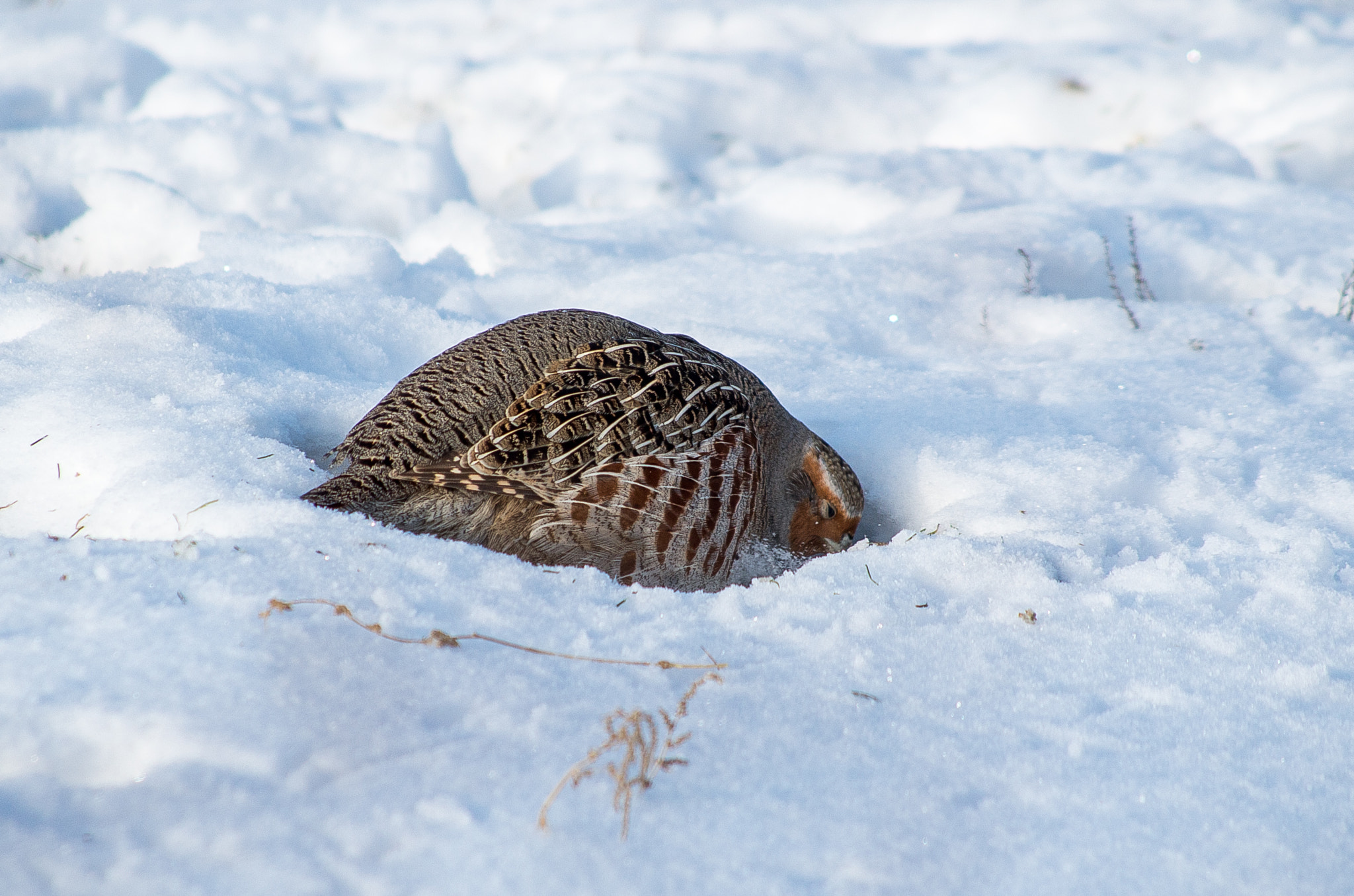 HD Pentax DA 55-300mm F4.0-5.8 ED WR sample photo. Grey partridge // perdix photography